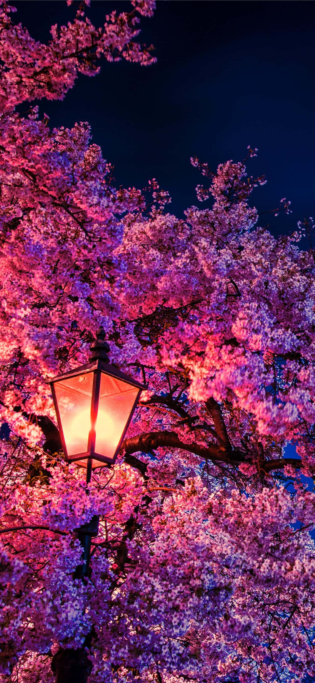 Cherry Blossom Background Wallpaper