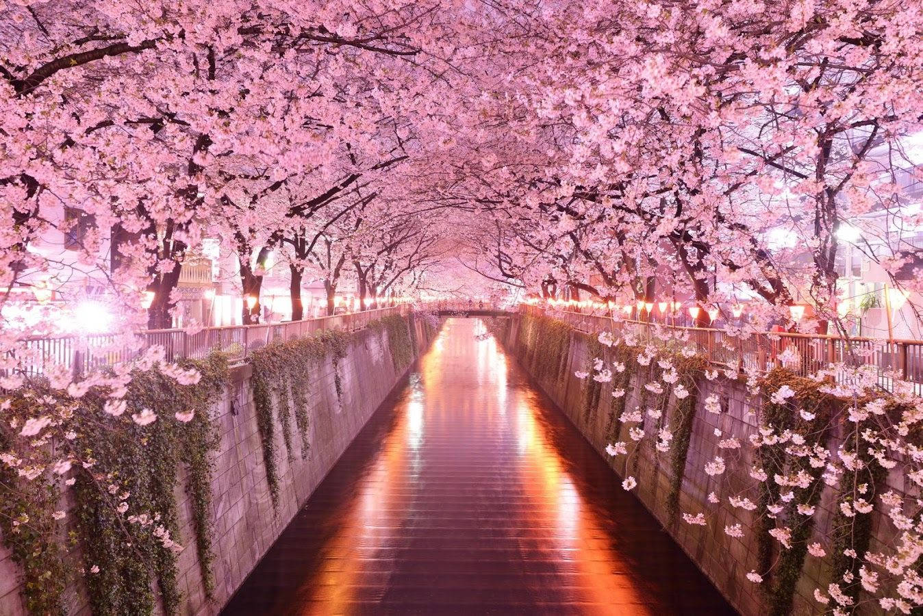 Cherry Blossom sa Meguro River Wallpaper