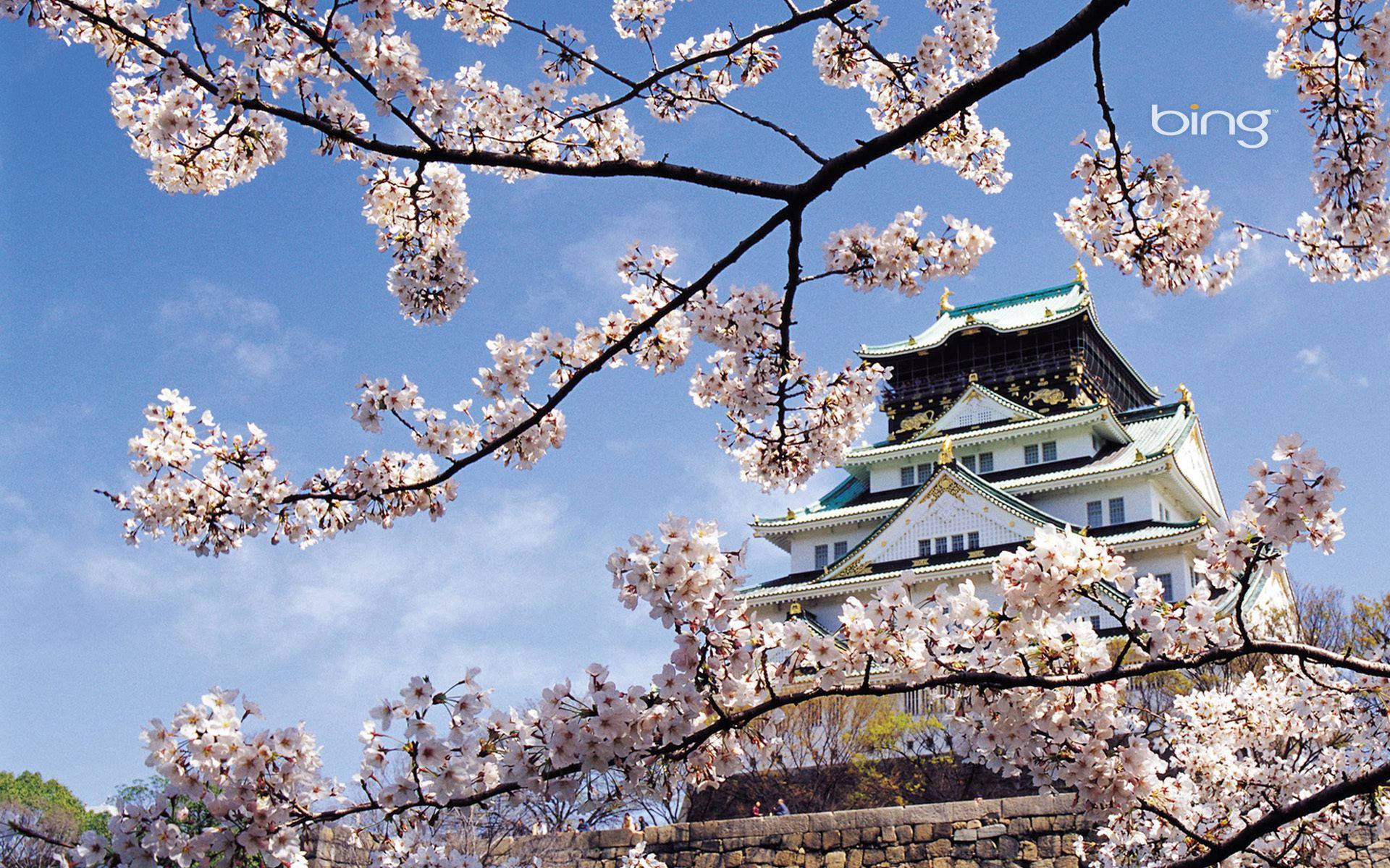 Cherry Blossom sa Puting Kastilyo Wallpaper