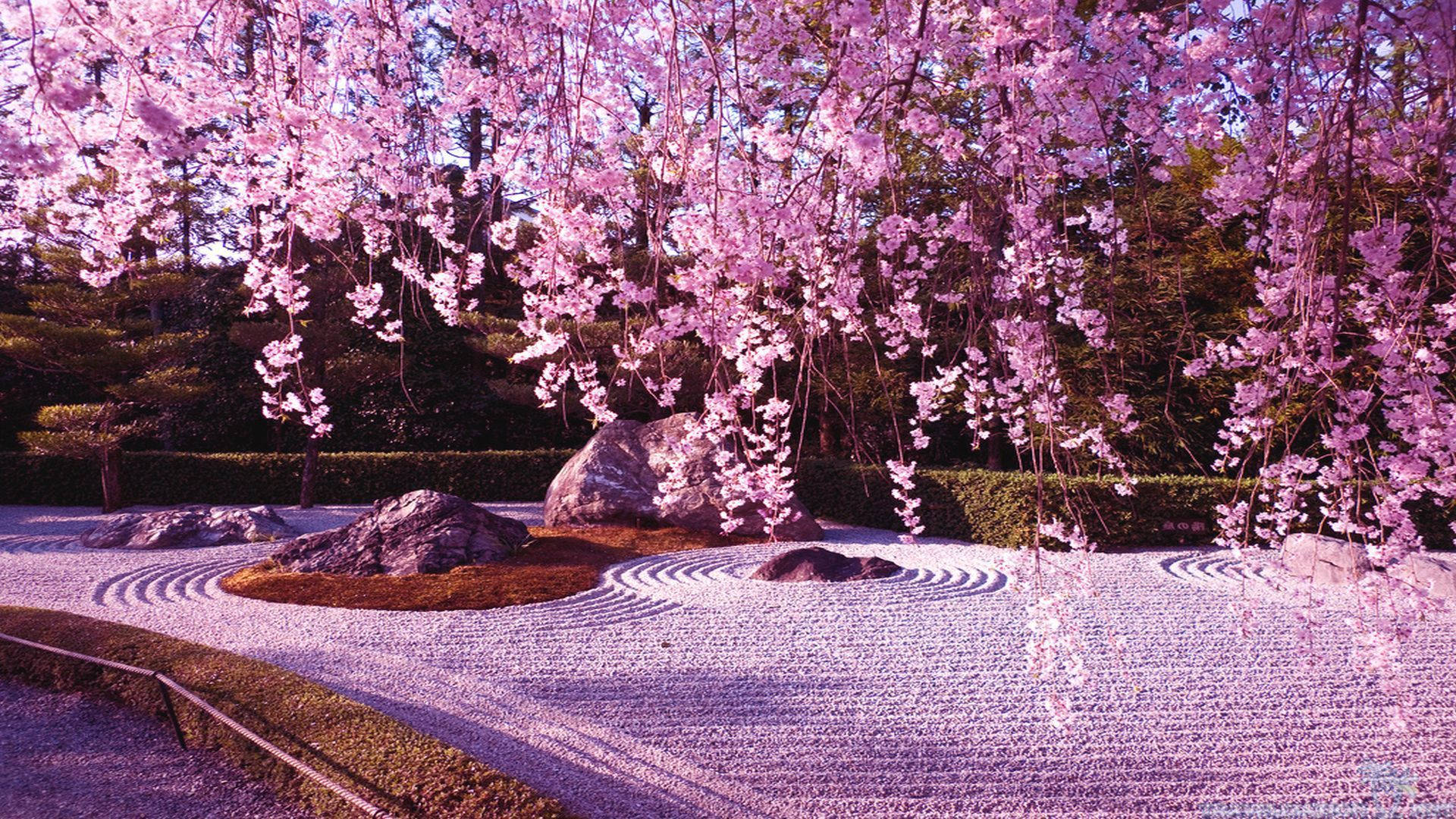 Cherry Blossom Sa Rock Garden Wallpaper