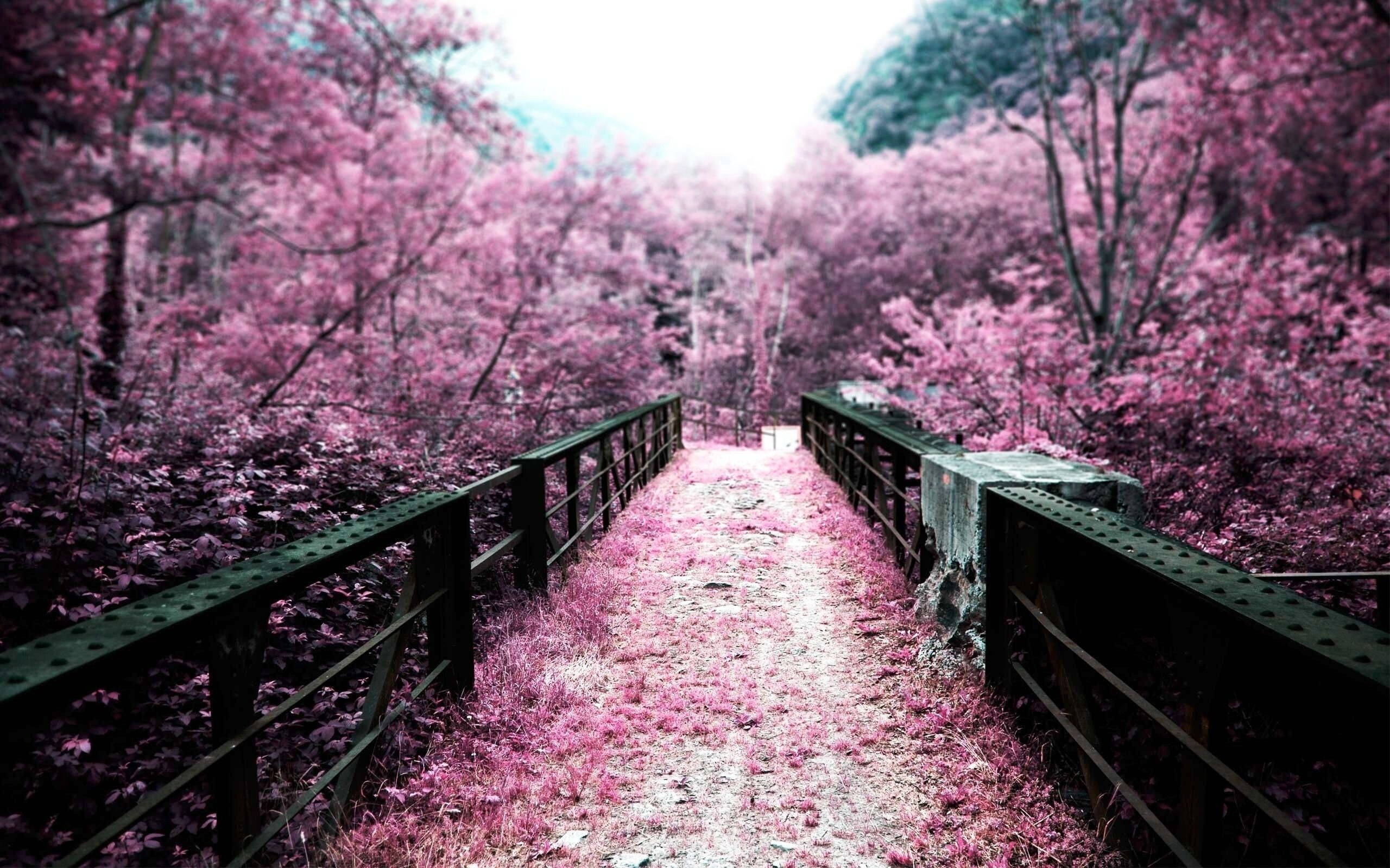 Cherry Blossom sa Tulay Wallpaper