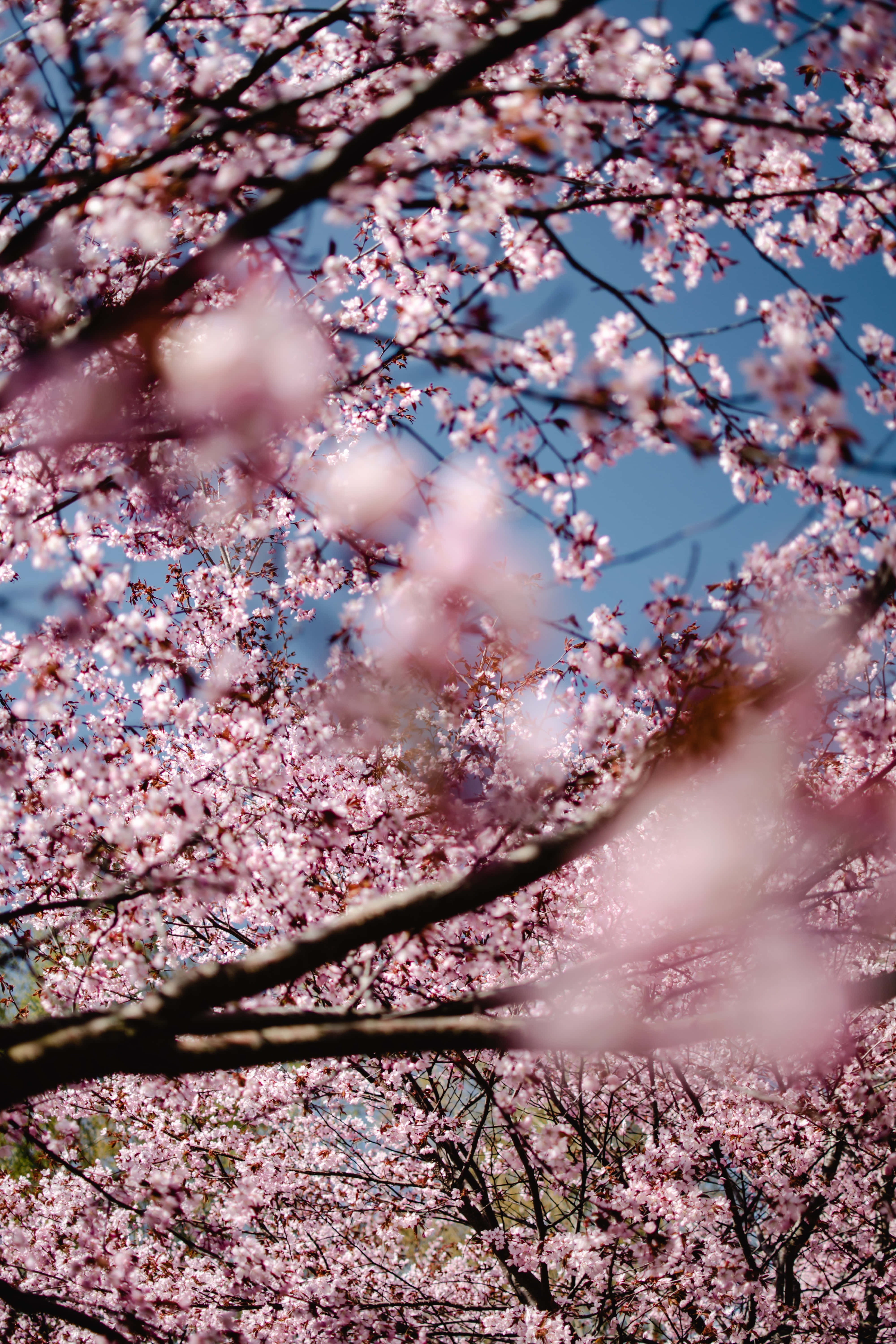 Larawan ng Sanga ng Cherry Blossom Tree Wallpaper