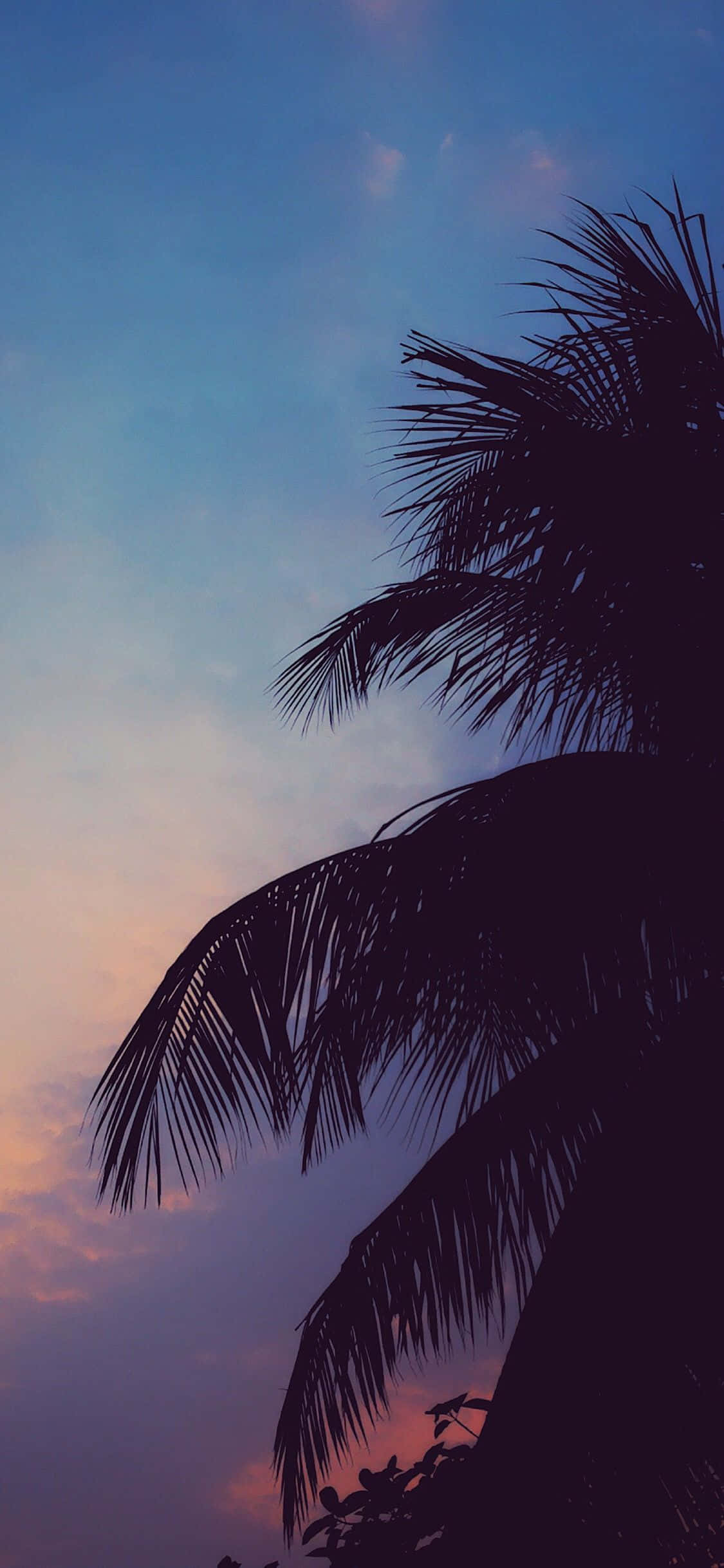 Chill Aesthetic na Silhouette ng Puno ng Palma Wallpaper