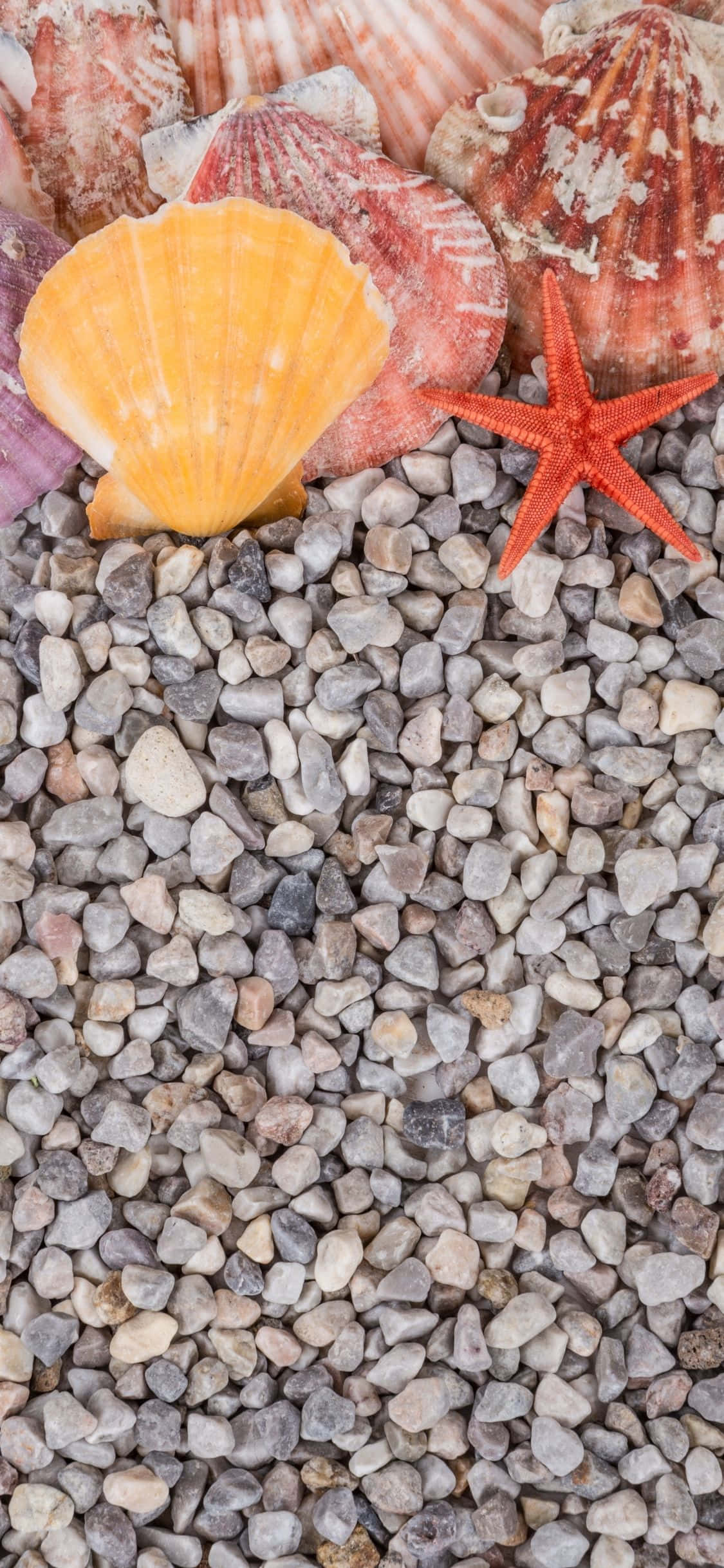 Clam Shells On Rock Pebbles iPhone X Summer Background Wallpaper