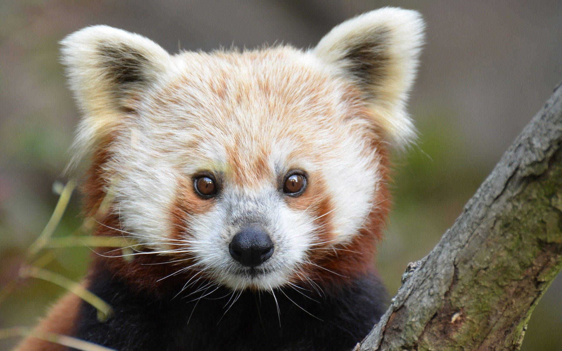 Close-Up na Anak ng Pulang Panda Wallpaper