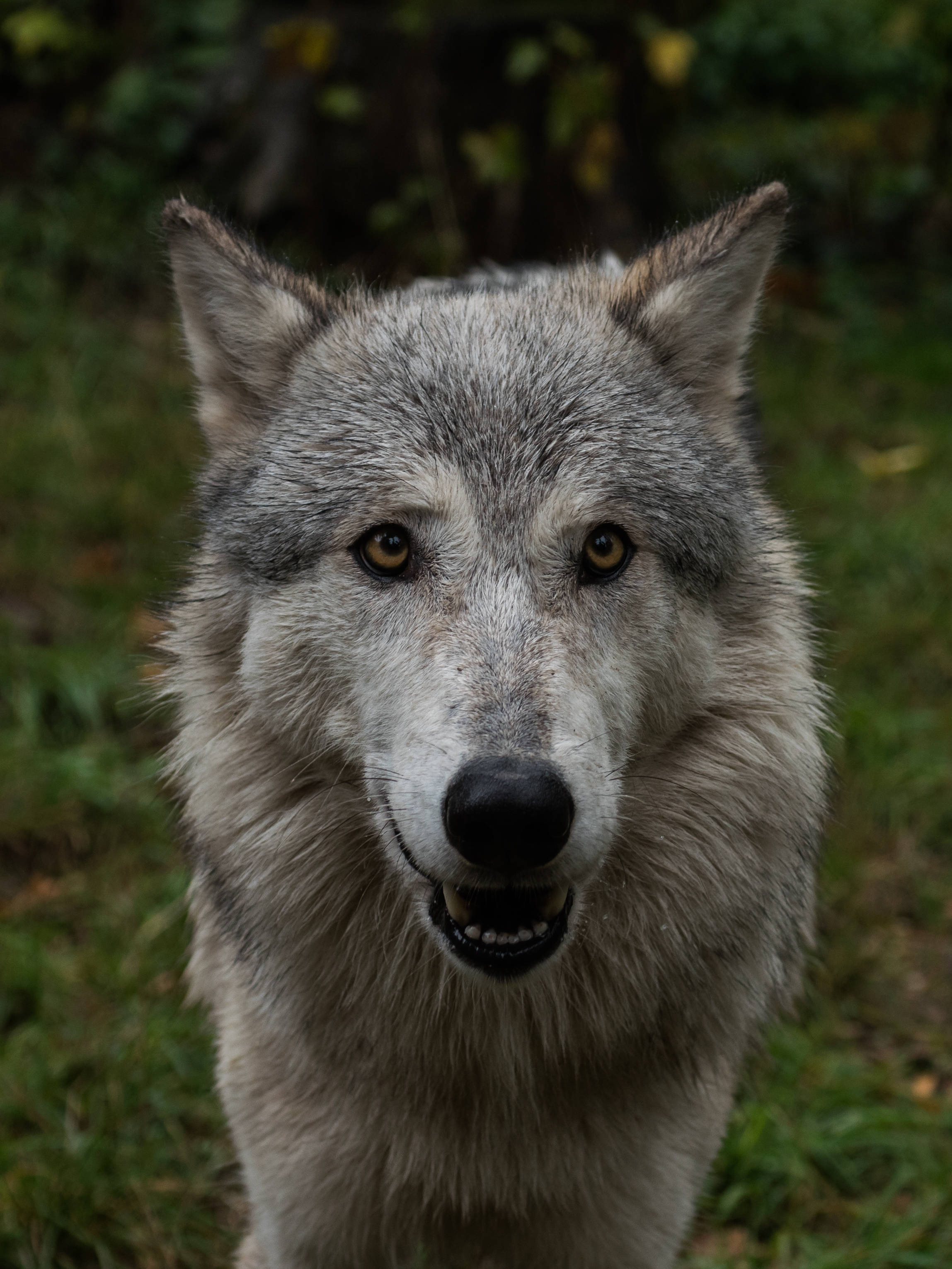 Close-Up na Larawan ng Nakatutuwang Lobo Wallpaper