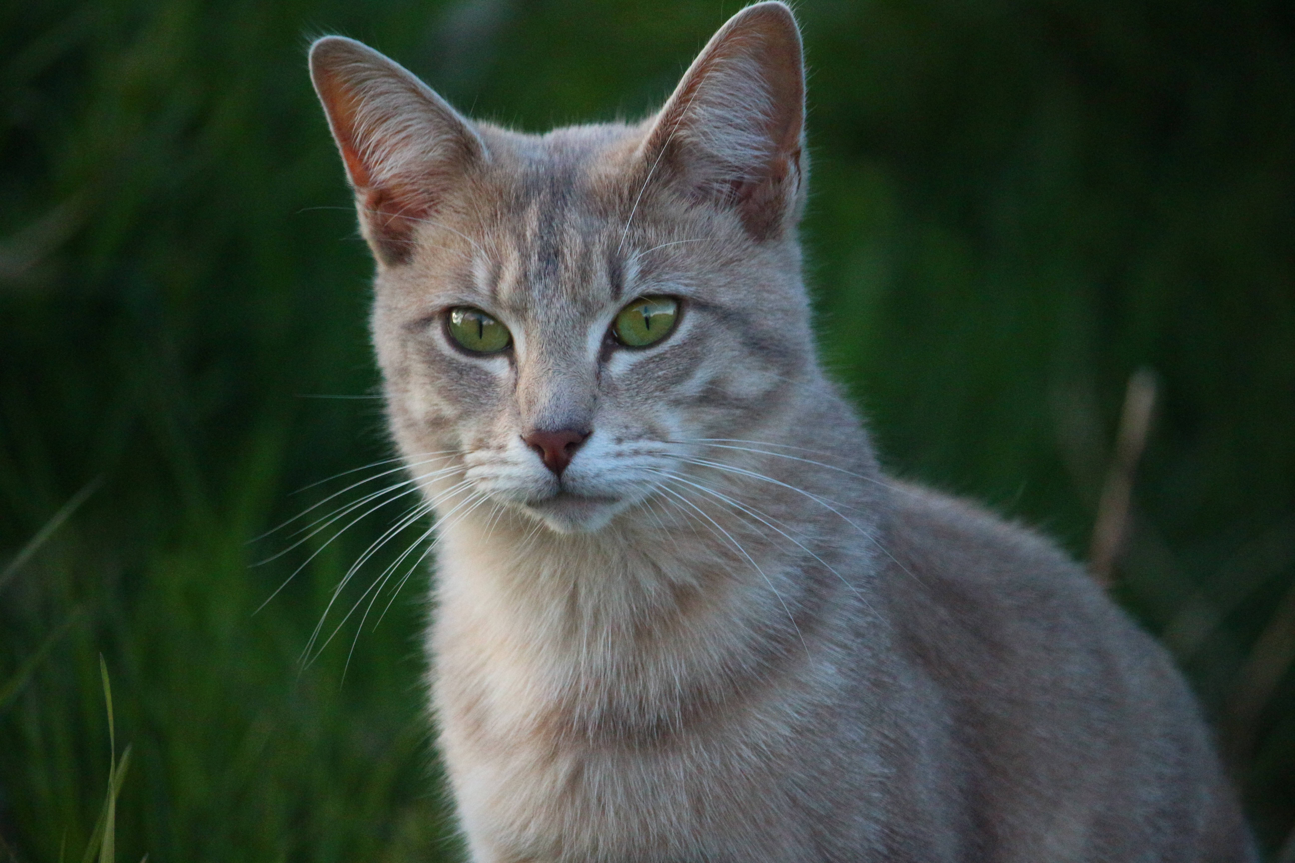 Close Up ng Kahanga-hangang Mukha ng Pusa Wallpaper