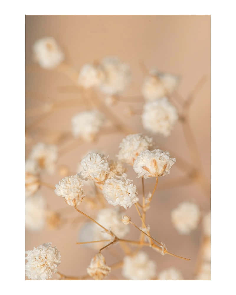 close-up ng mga puting bulaklak sa beige na background Wallpaper