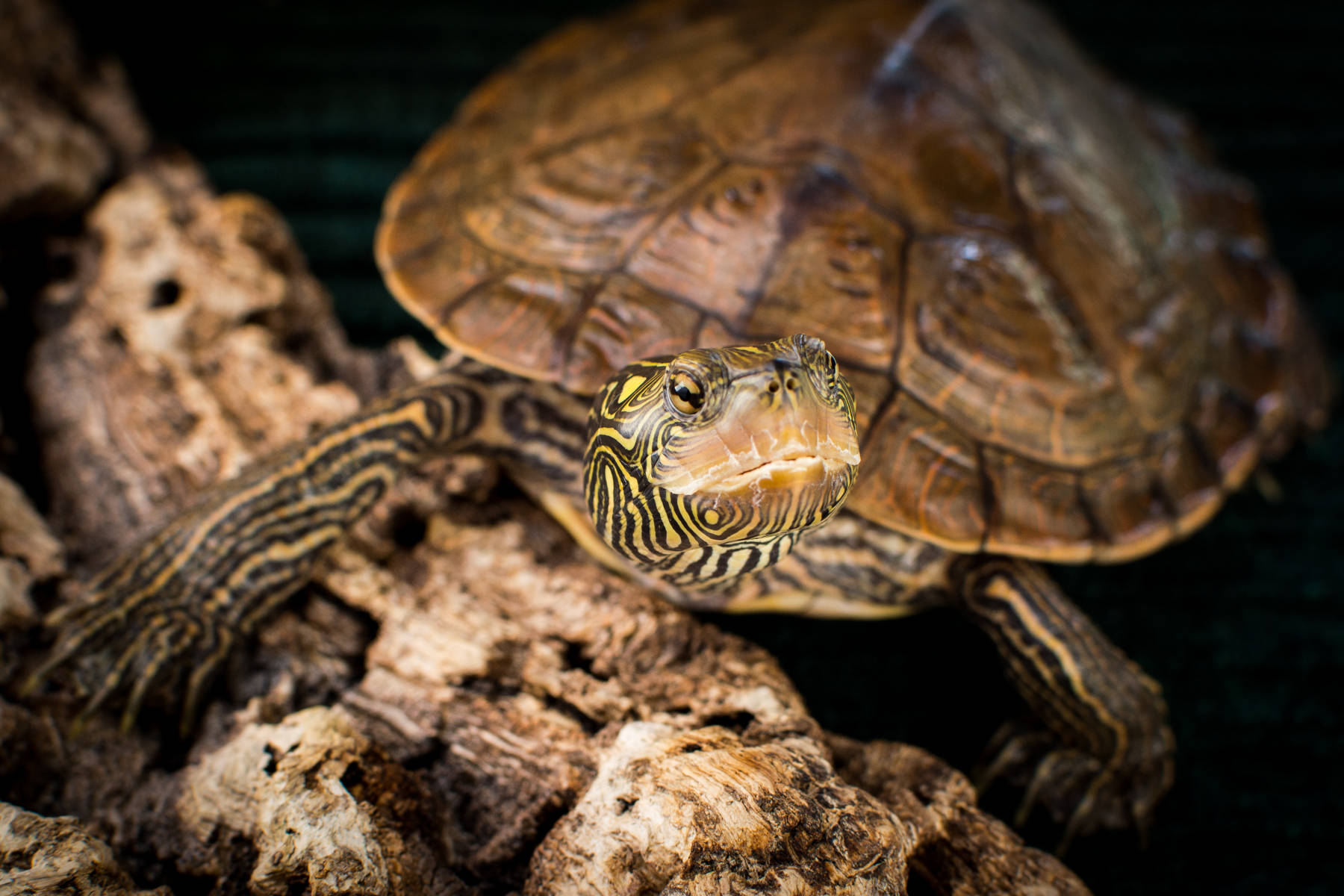 Close-up Ng Northern Map Turtle Wallpaper
