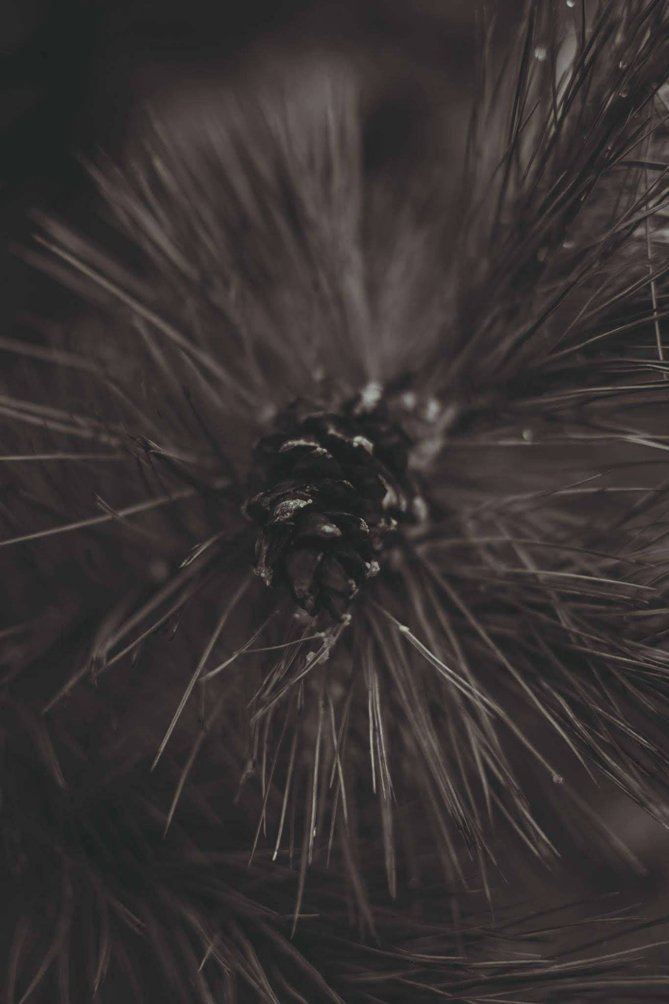 Close Up ng Pinecone sa Taglamig para sa Telepono Wallpaper