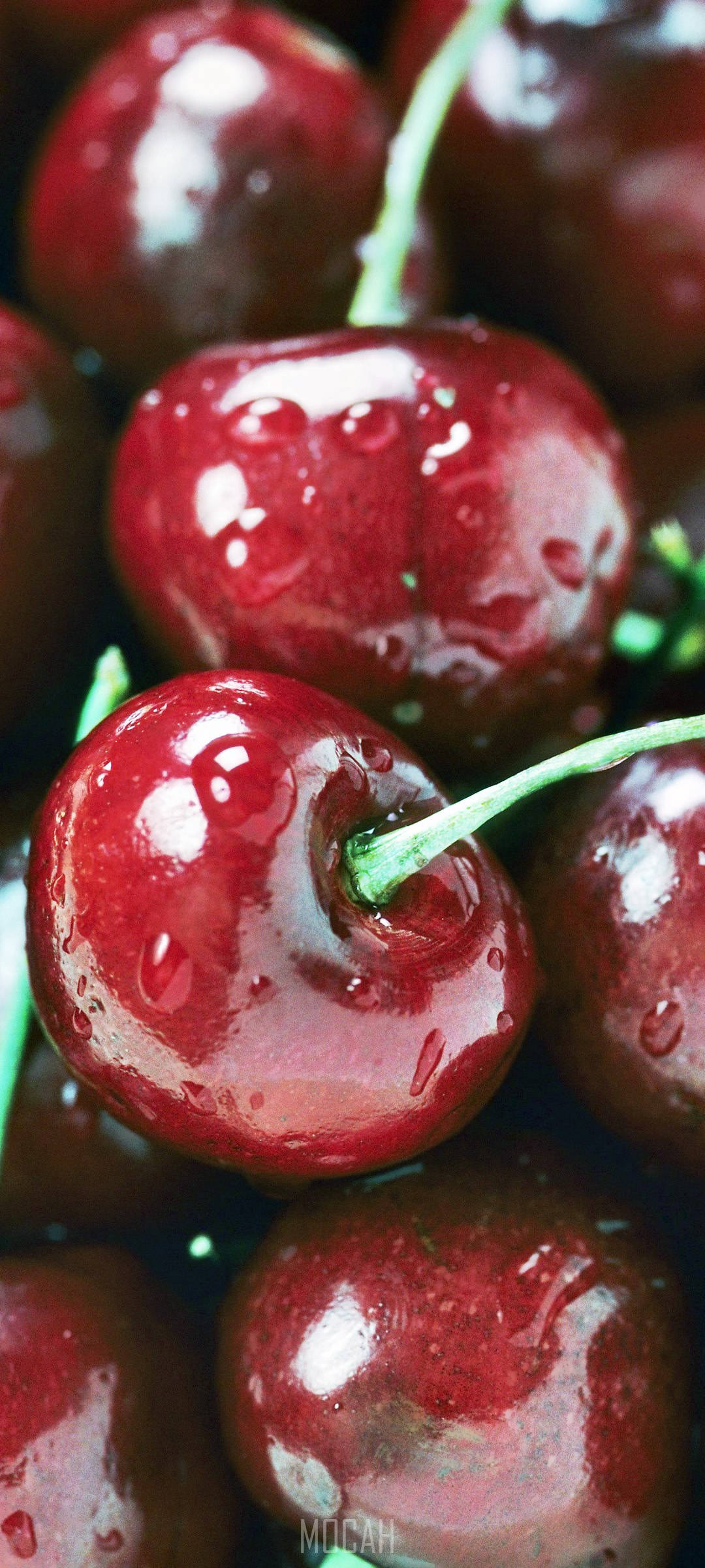 Close-up Shot Cranberry Wallpaper