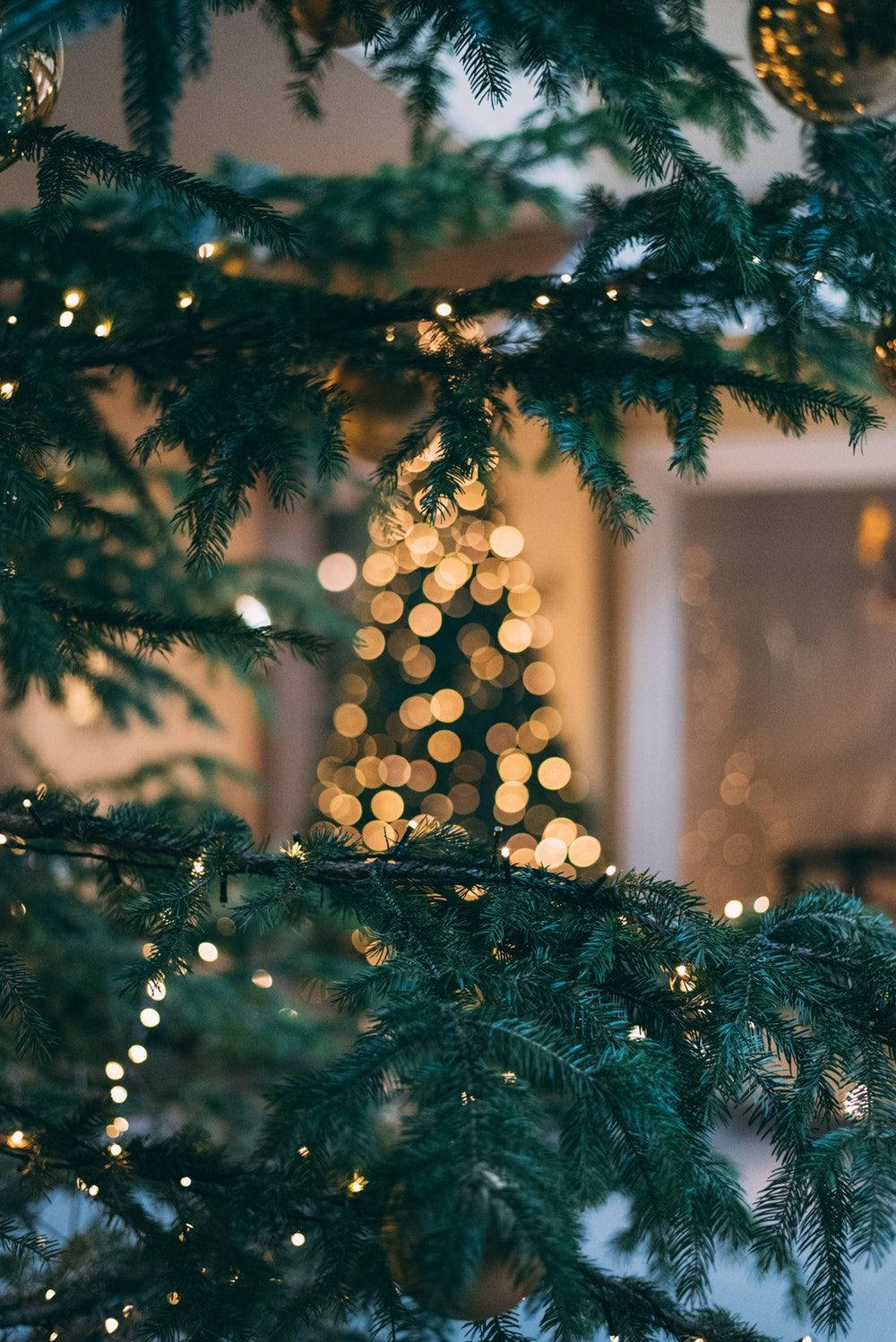Close Up Shot ng Christmas Tree sa Panahon ng Pasko Wallpaper