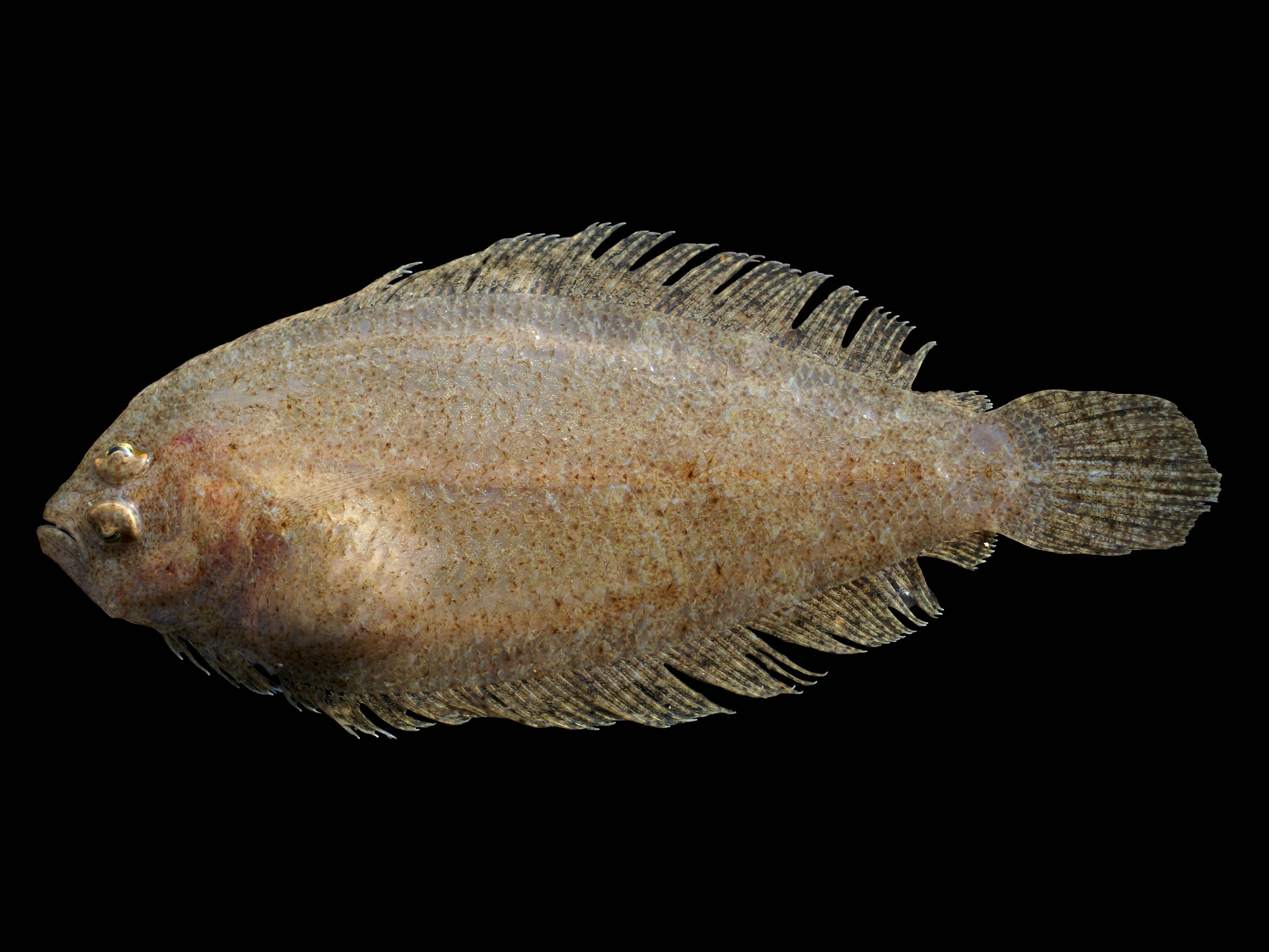 Closeup na Larawan ng Mediterranean Flounder Wallpaper