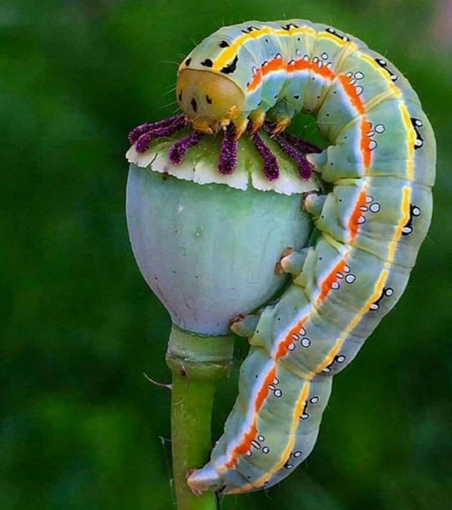 Closeup ng isang colorful caterpillar insect Wallpaper