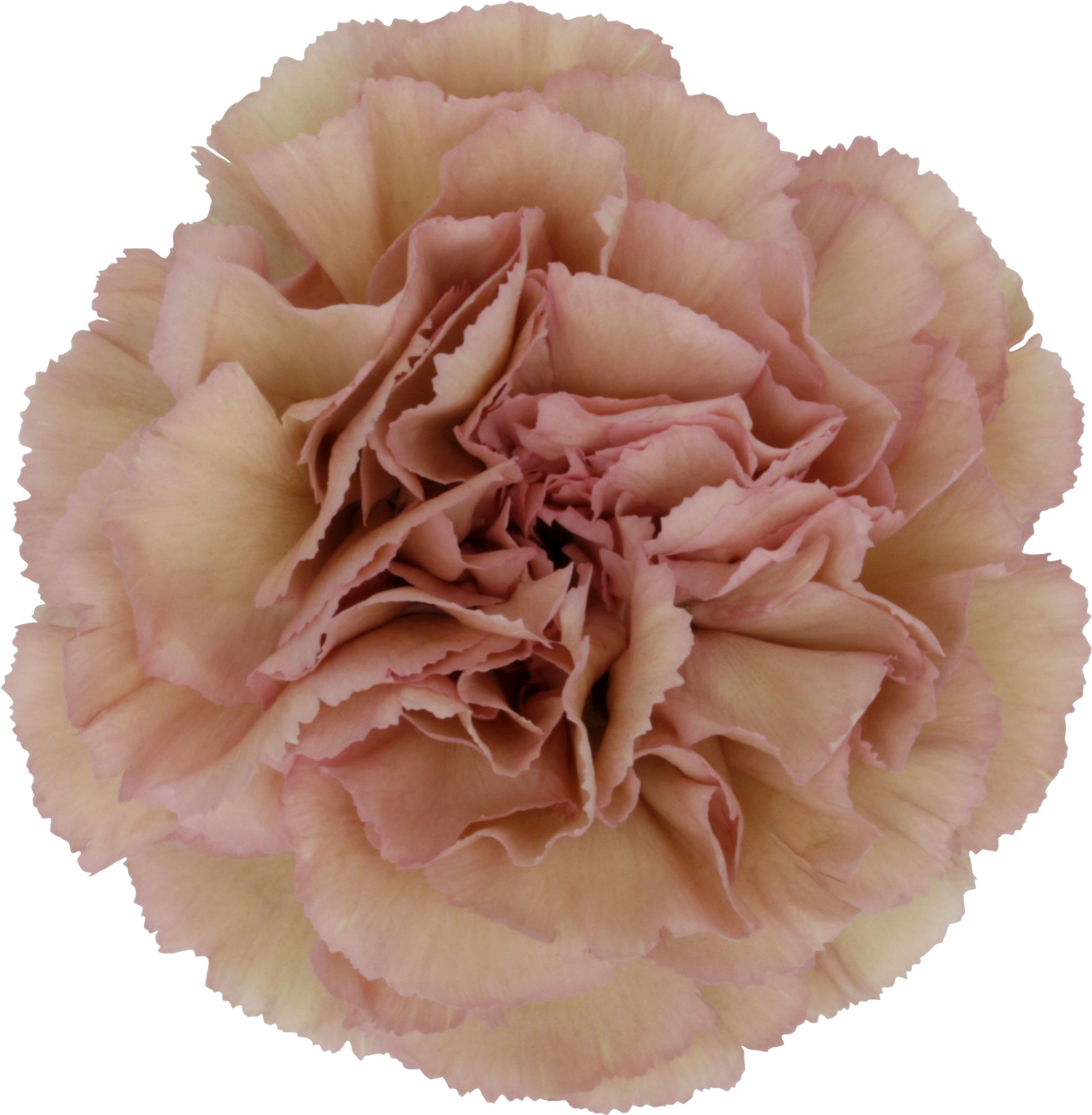 Closeup ng Pink na Bulaklak ng Carnation Wallpaper