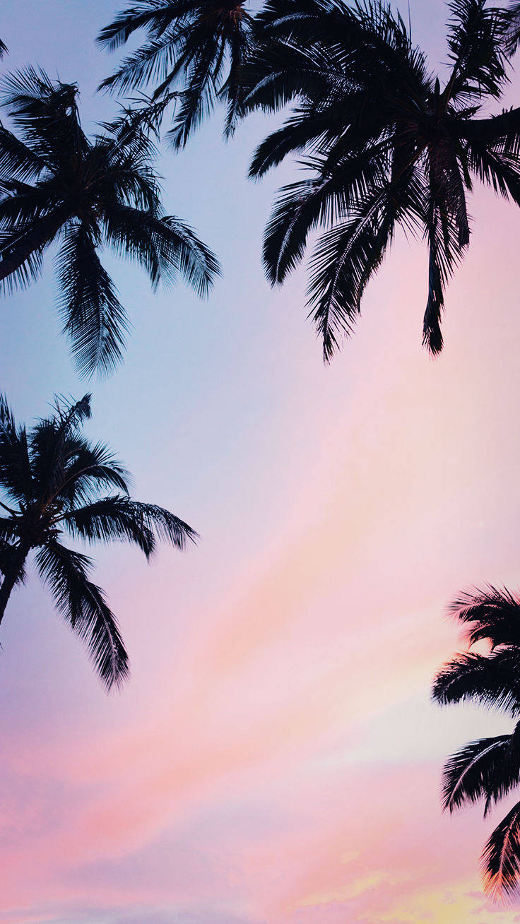 Coconut Trees iPhone Xs Wallpaper