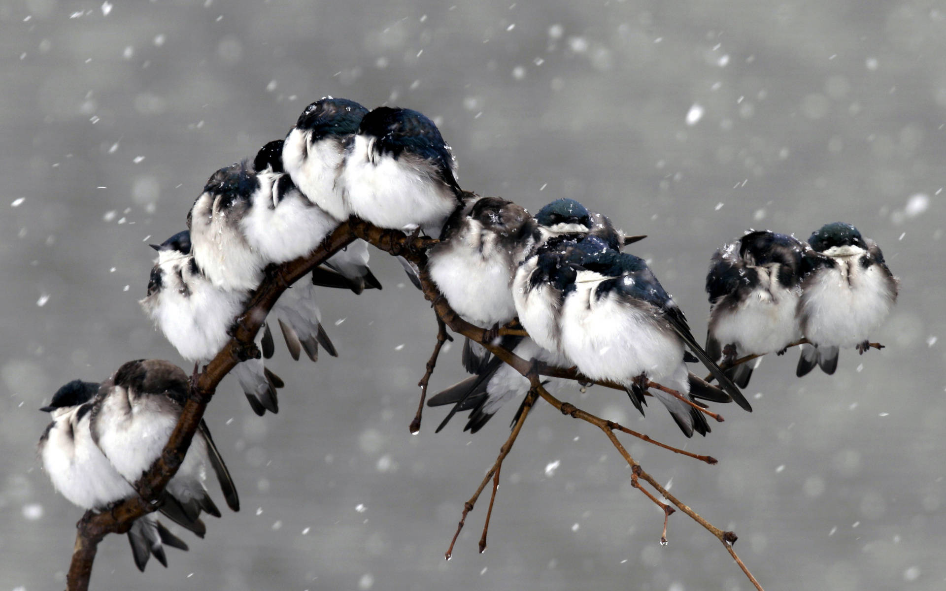 Malamig na Birds In Winter Storm Wallpaper