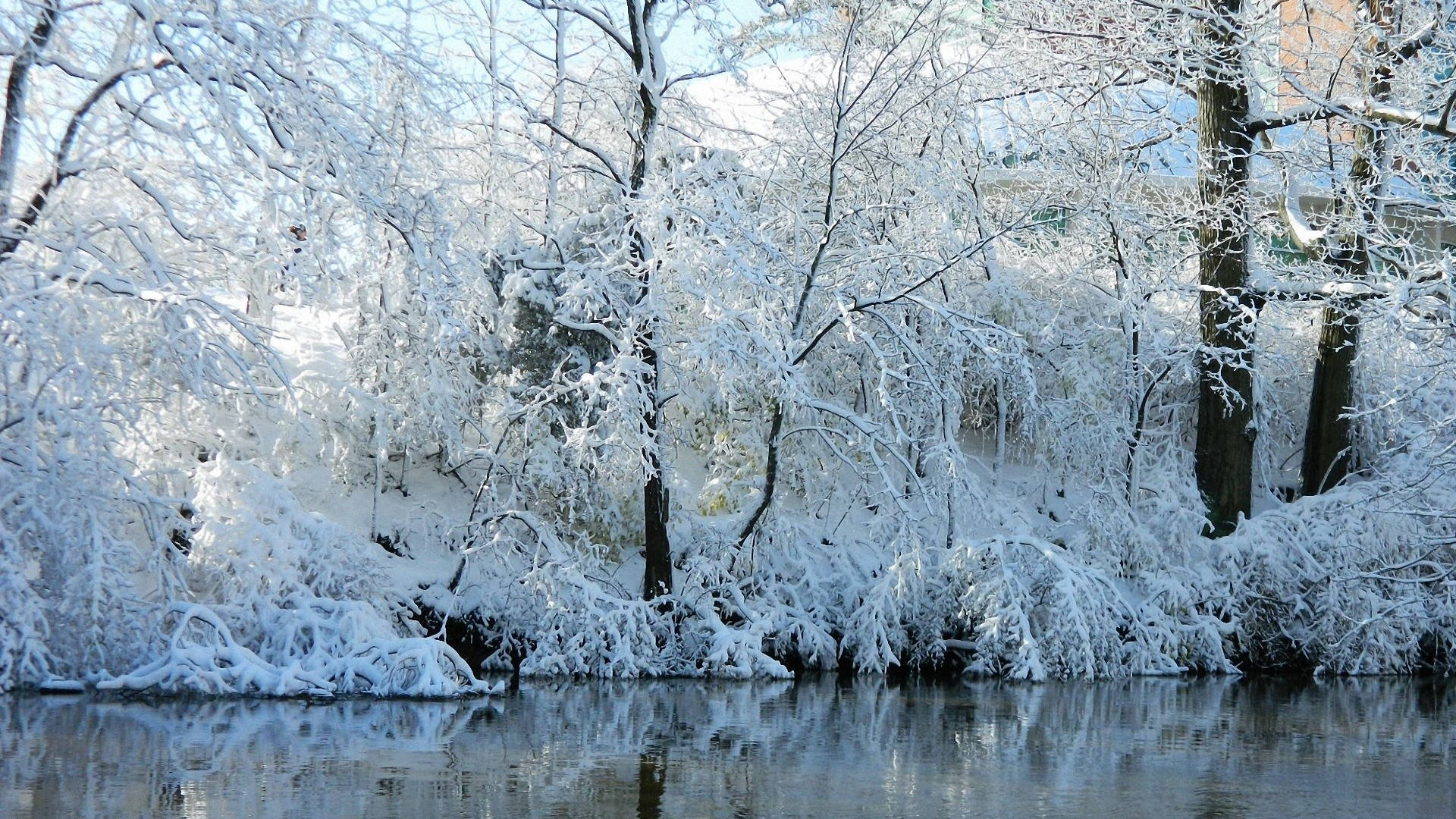 Malamig na Frozen Stream Trees Wallpaper