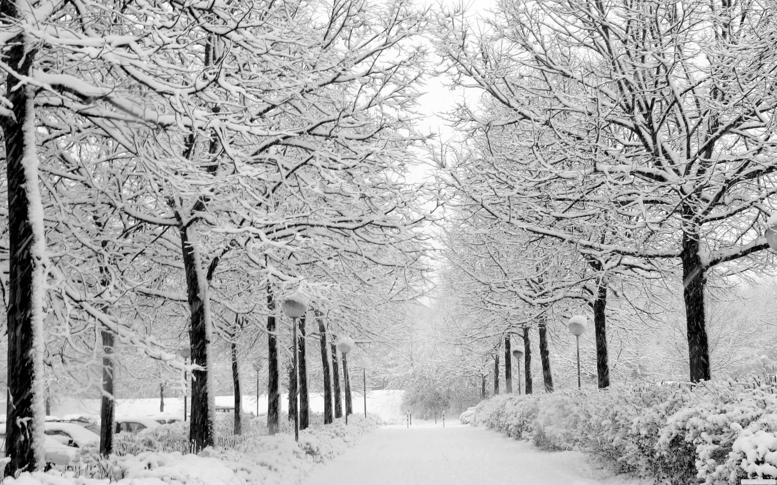 Malamig na Snowy Park Path Wallpaper