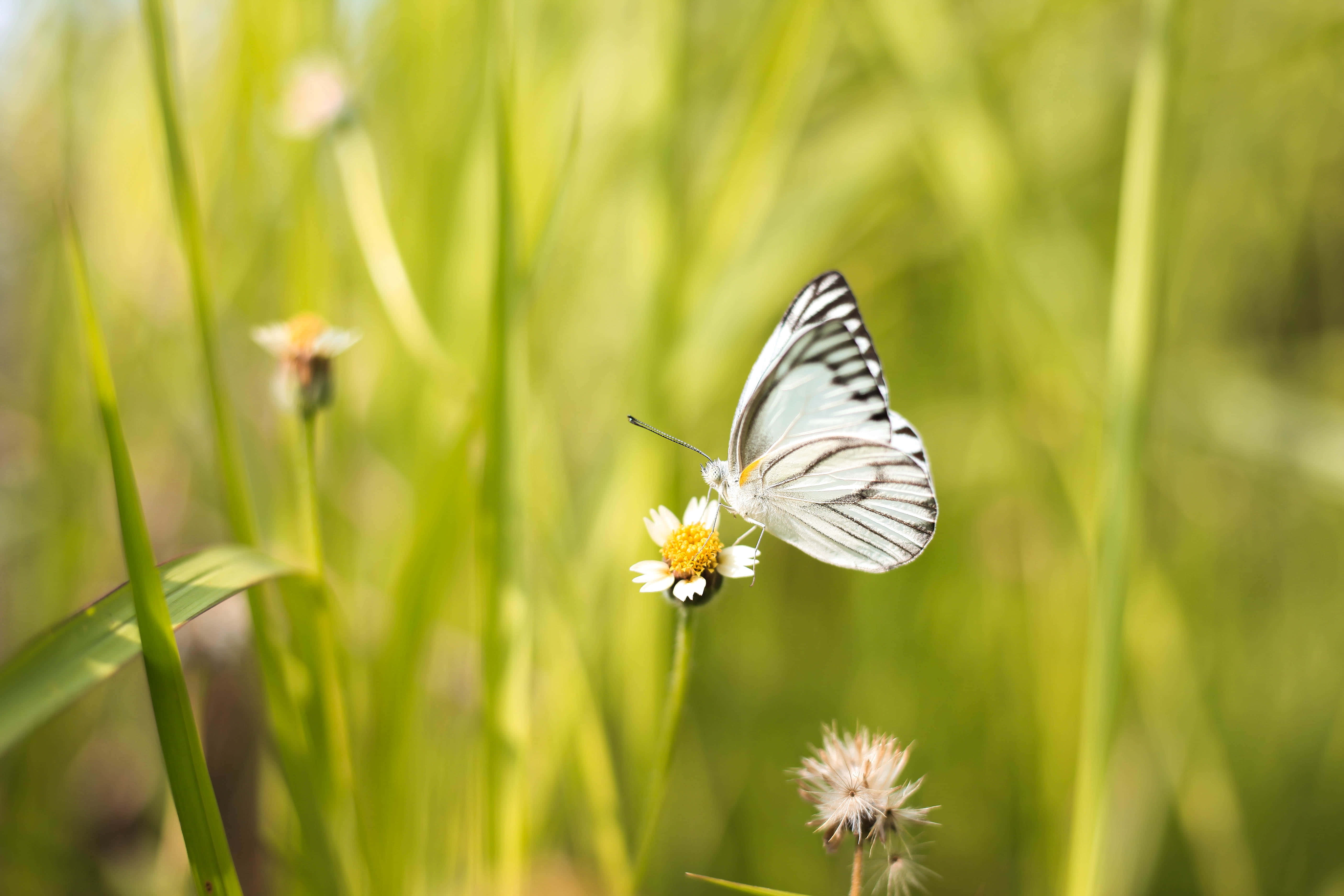 Makulay at Marestoso Butterfly Aesthetic Wallpaper