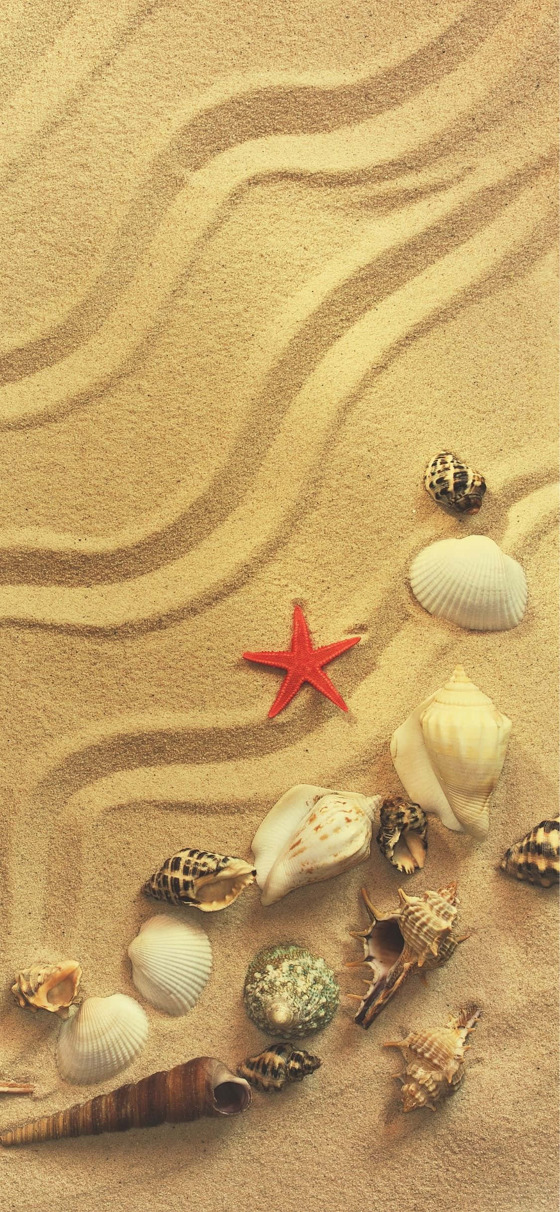 Conches At Mga Seashells iPhone X Summer Background Wallpaper