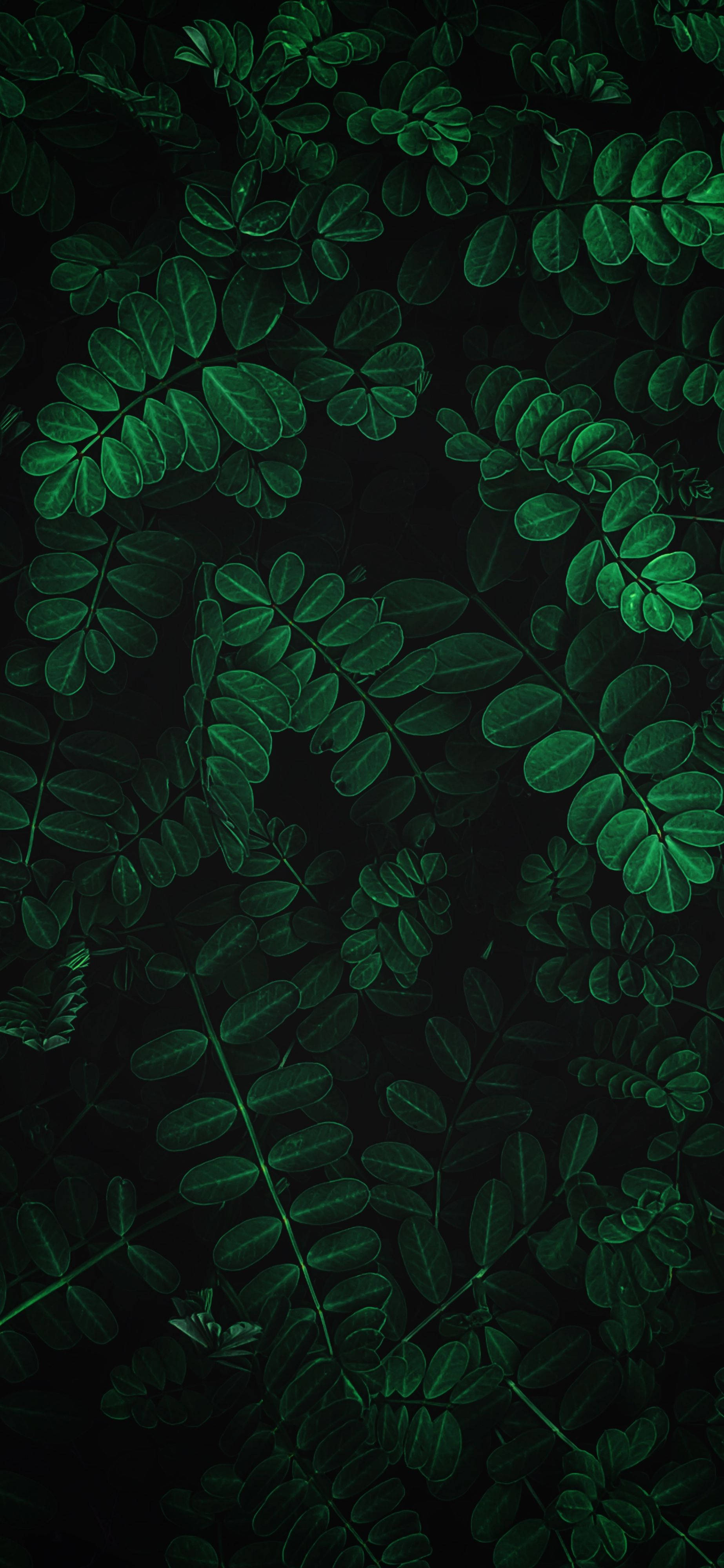 Kumonekta sa kalikasan gamit ang magandang Plants iPhone Wallpaper na ito Wallpaper