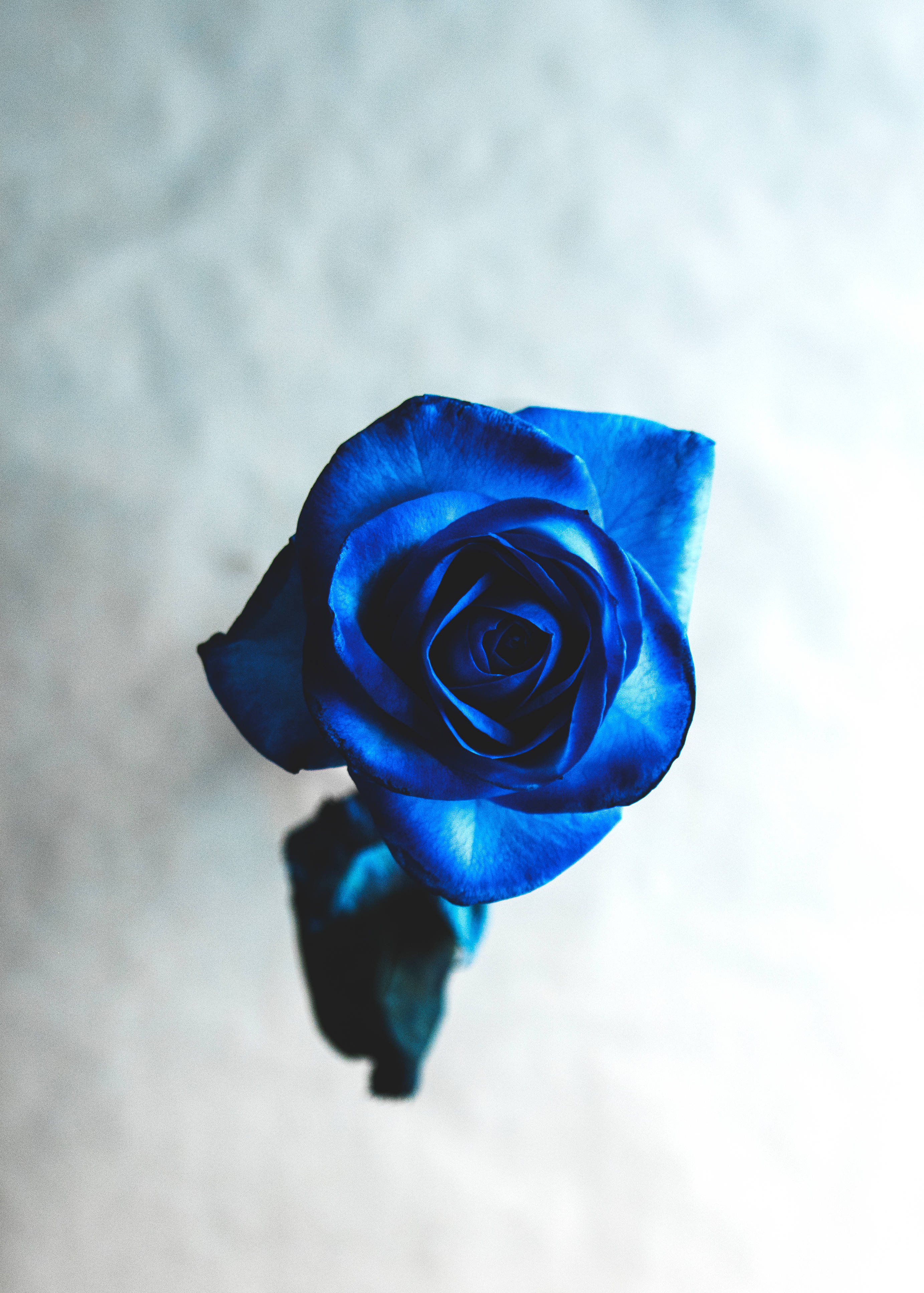 Cool Bright Blue Beautiful Rose HD Wallpaper