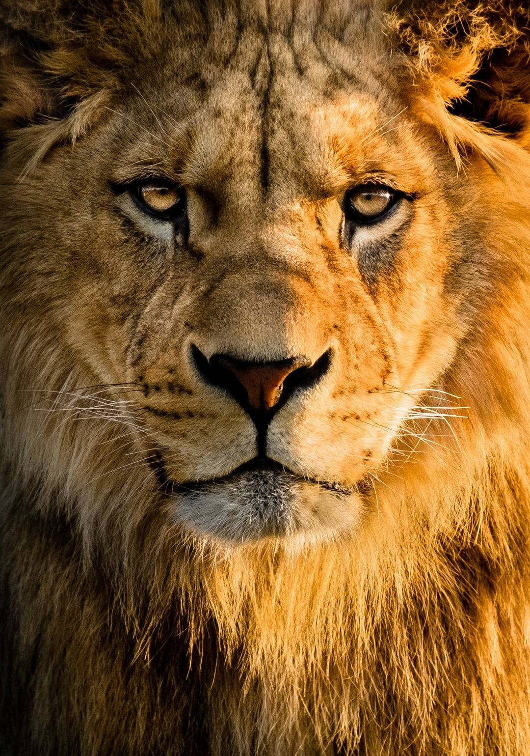 Cool na 3D Lion Background Wallpaper