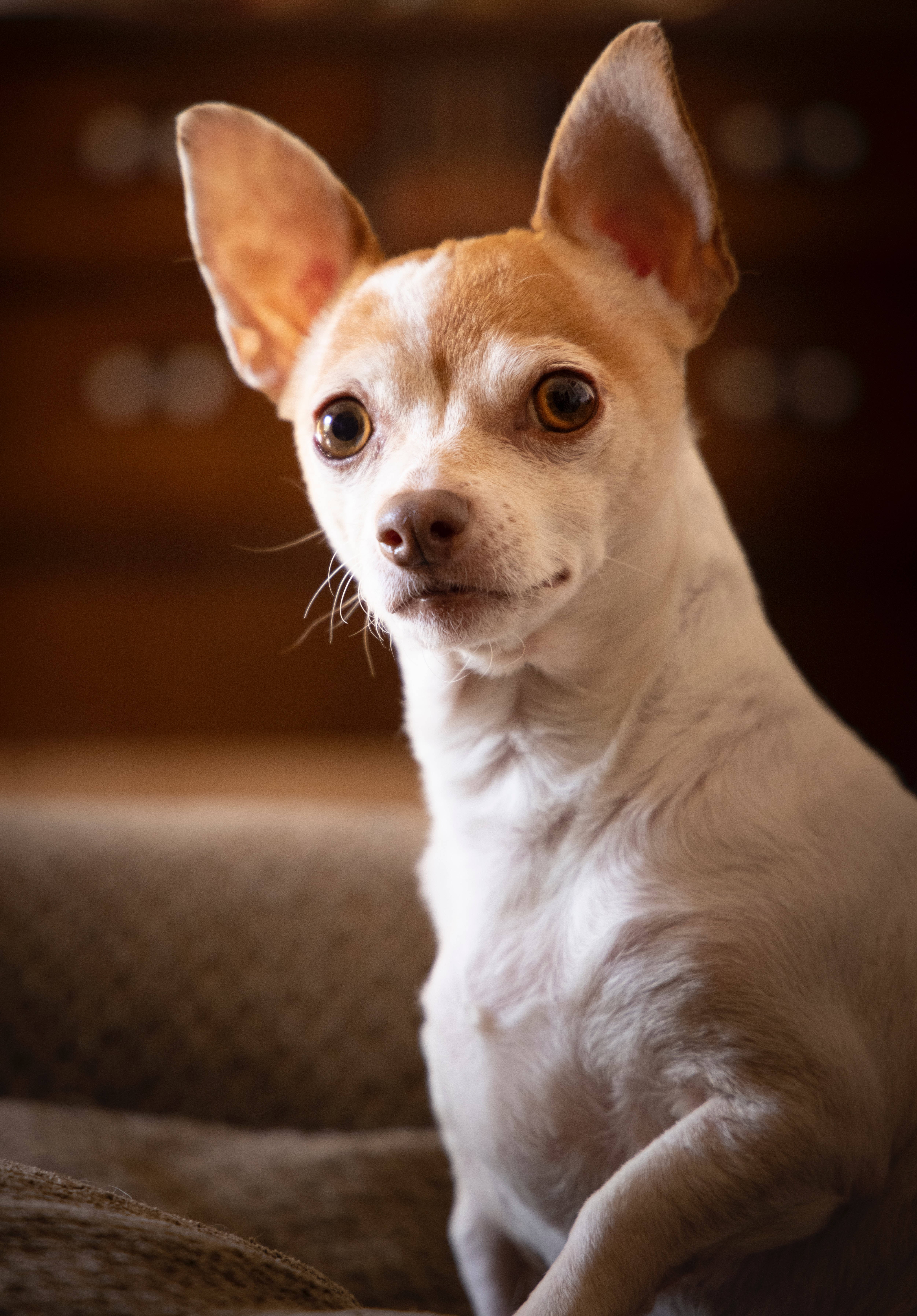 Cool na Puti na Brown na Chihuahua Wallpaper