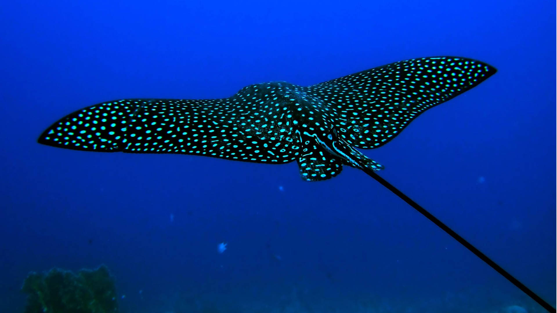 Cool na Stingray Fish Wallpaper