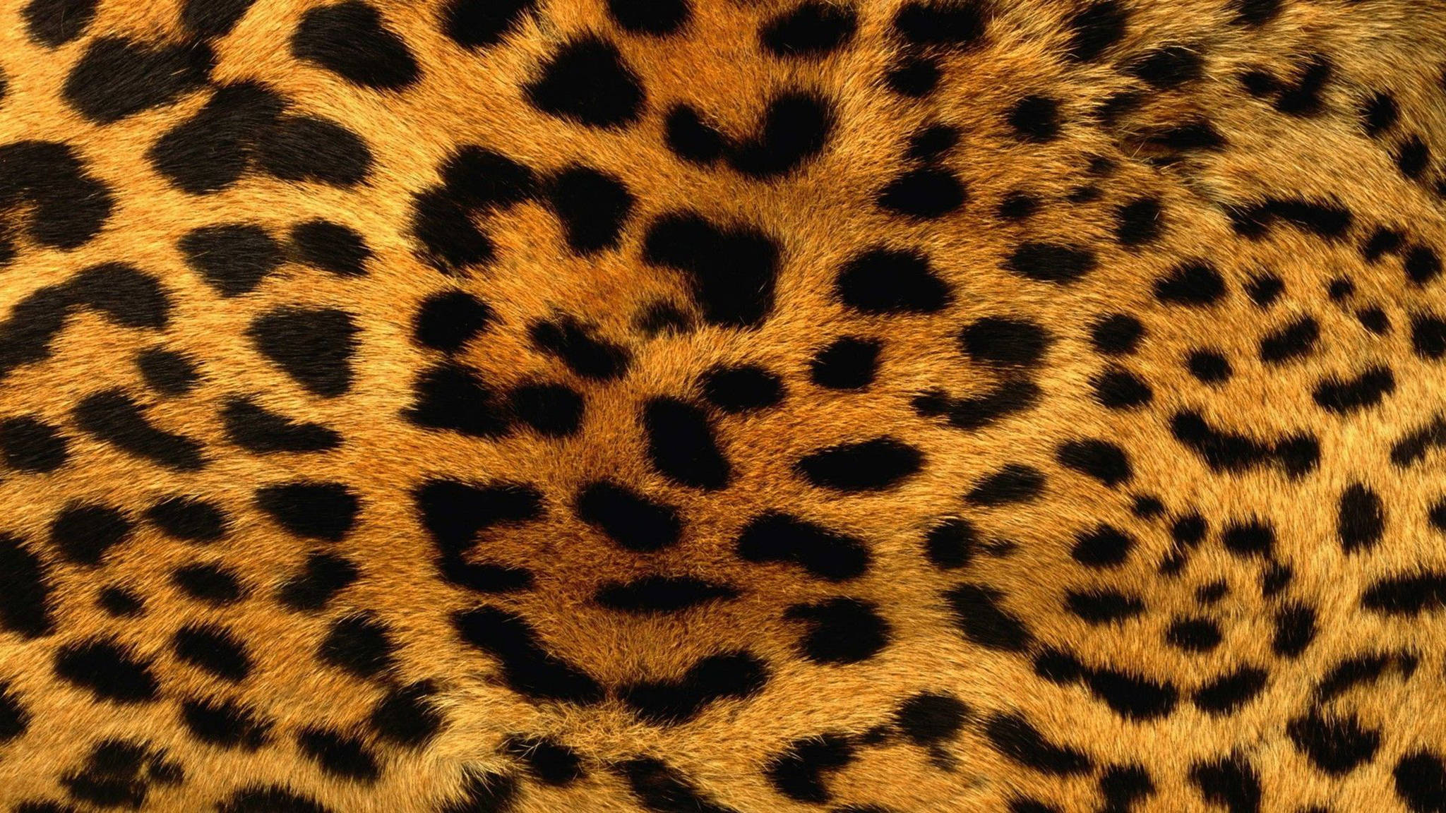 Cool Pattern ng Leopard Wallpaper