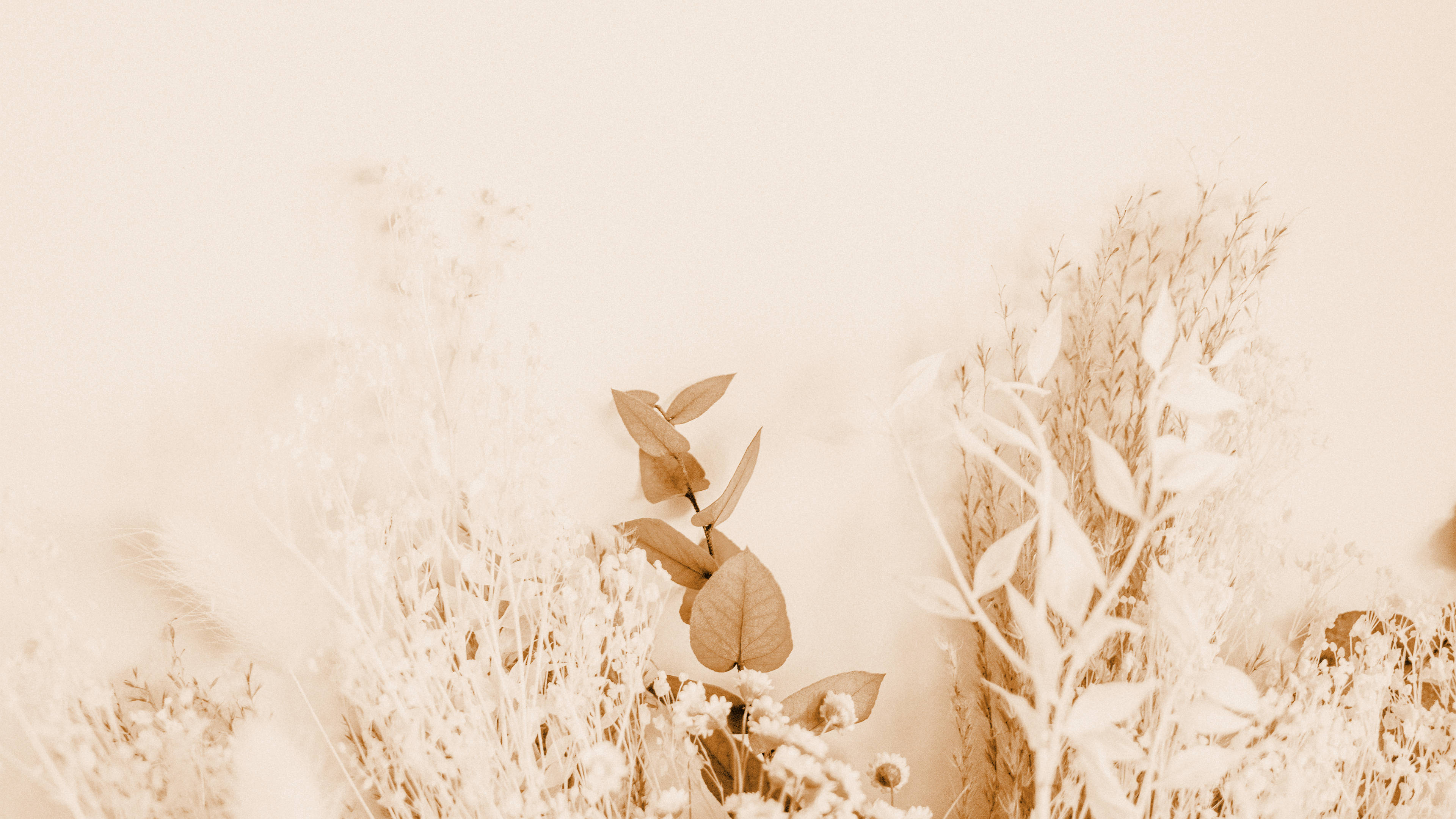 Cream Aesthetic na Pag-aayos ng mga Bulaklak Wallpaper