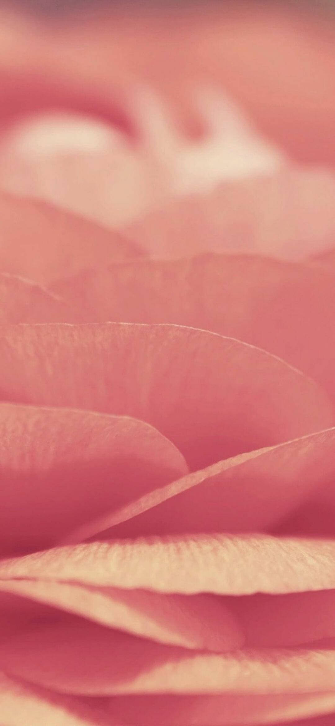 Crisp Pink Chips iPhone Xr Wallpaper