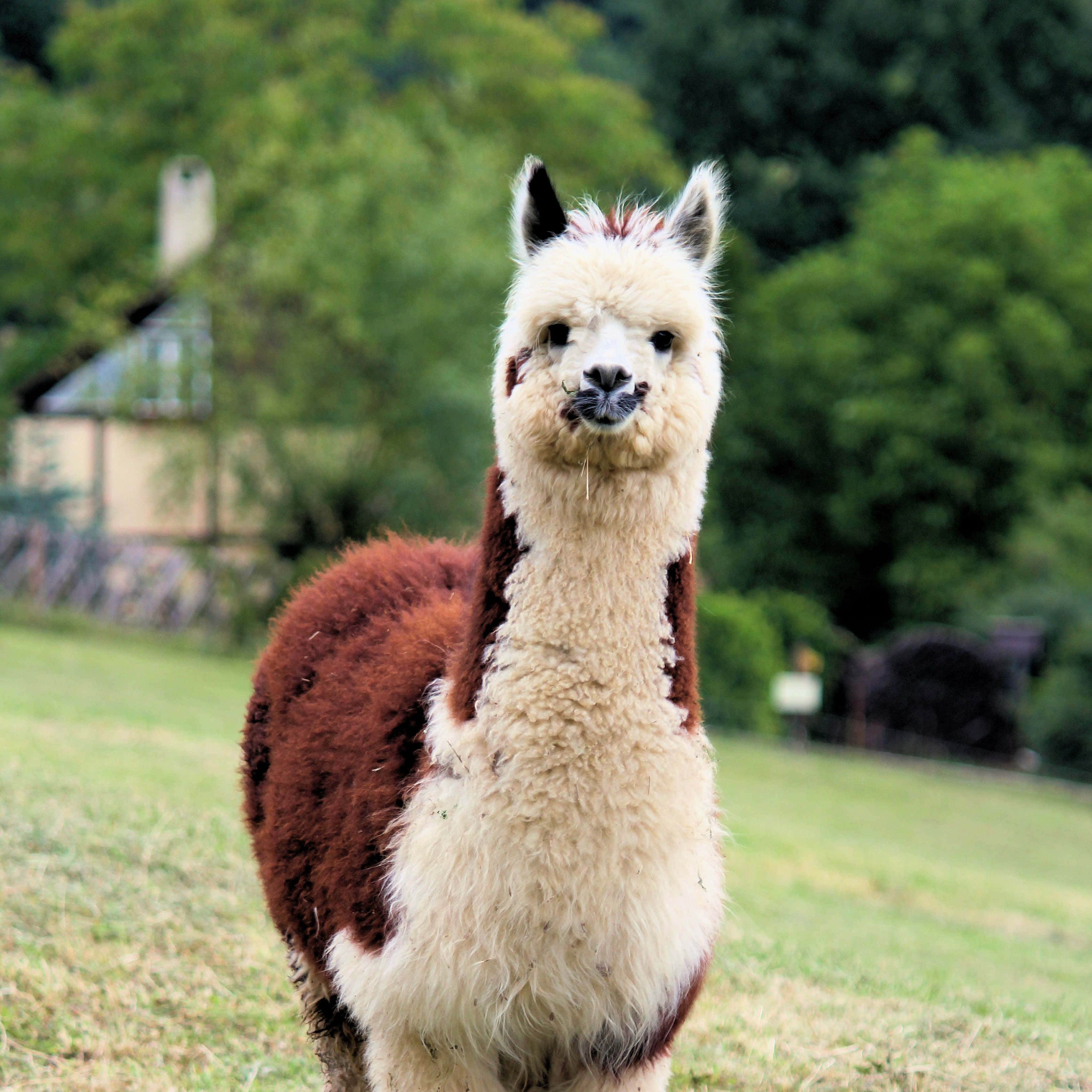 Curious Llamain Field.JPG Wallpaper