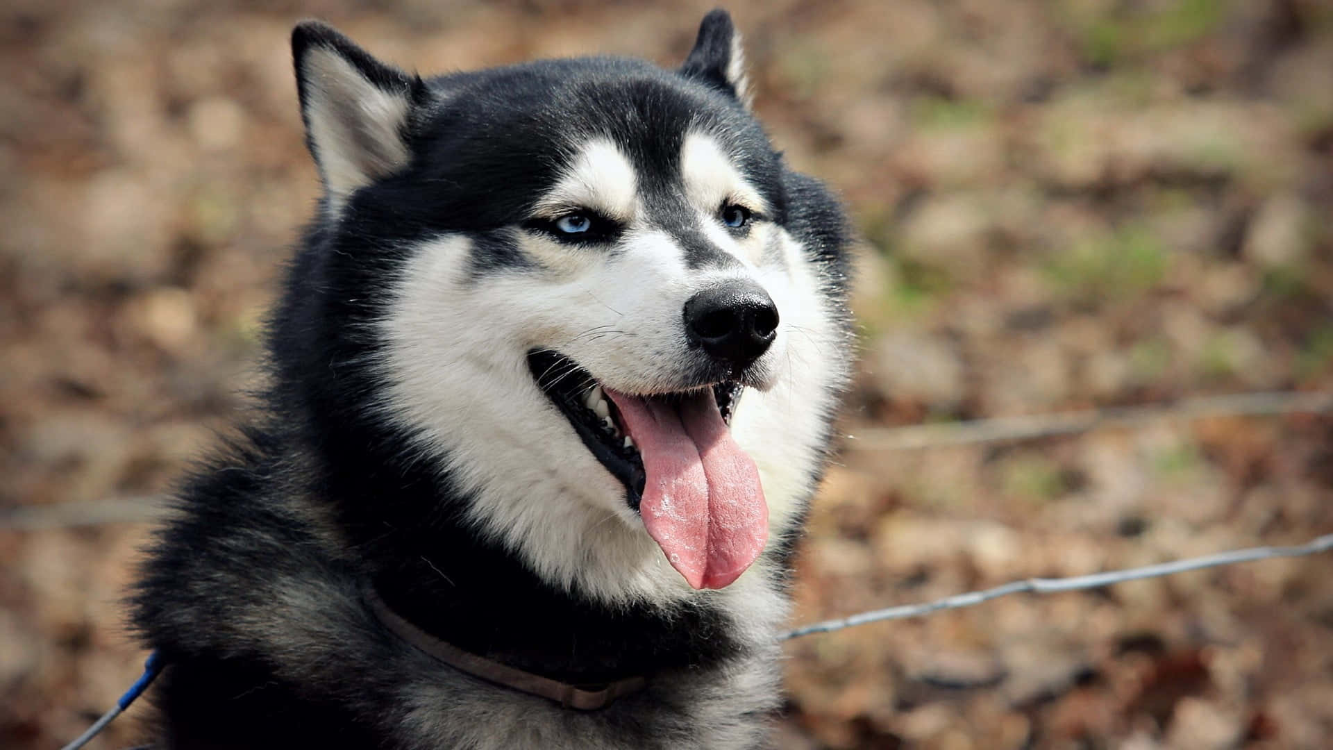 Cute at Fluffy na Siberian Husky Wallpaper