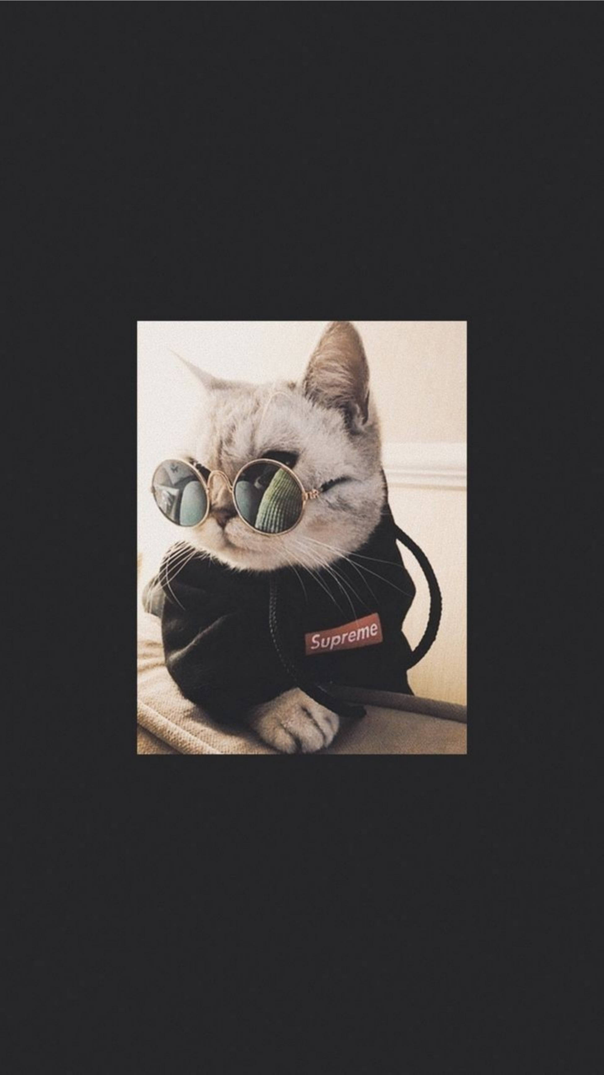 Cute Cat Aesthetic na May Astig na Salaming Pang-araw Wallpaper