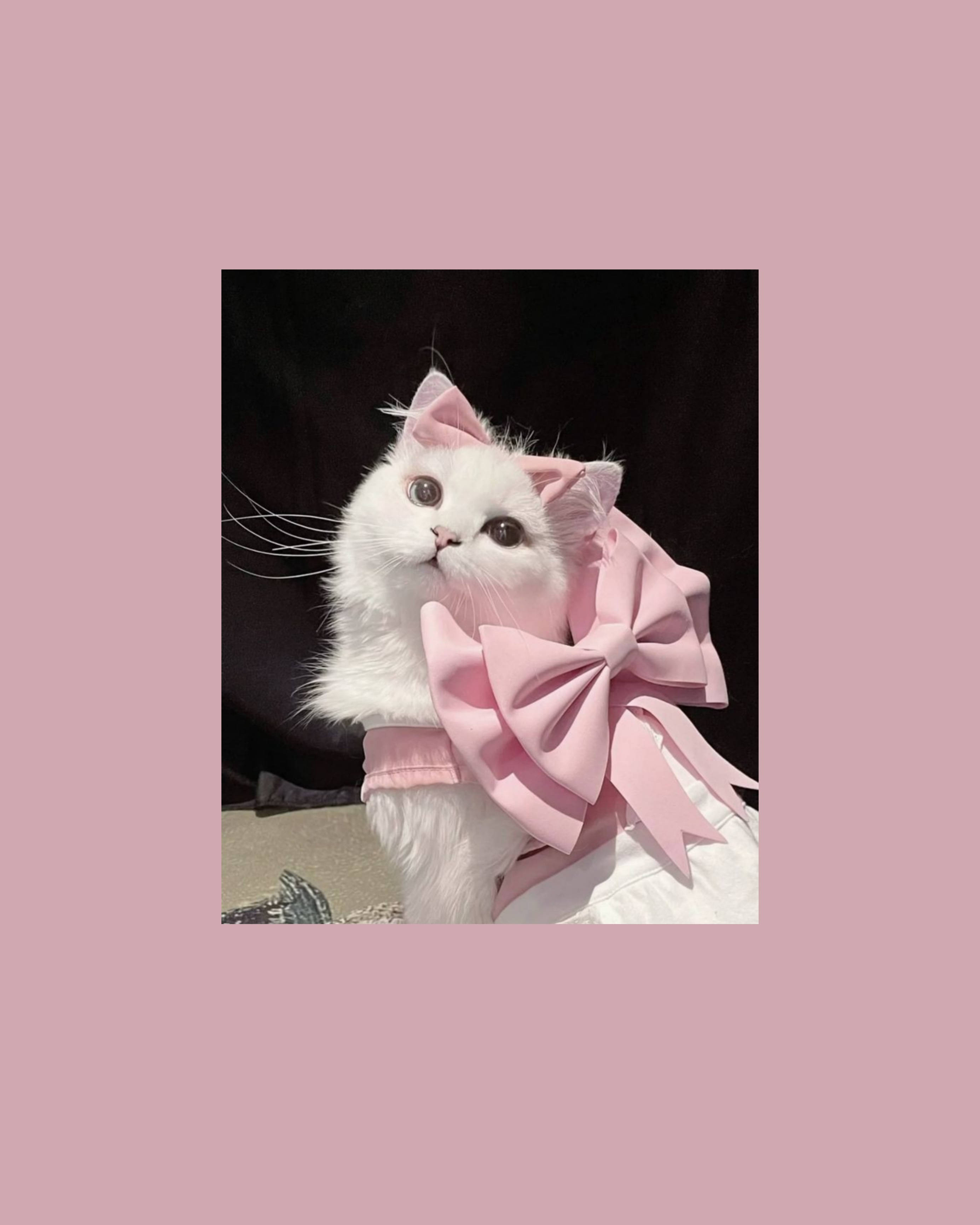 Cute Cat Aesthetic na may Pink Ribbon Wallpaper