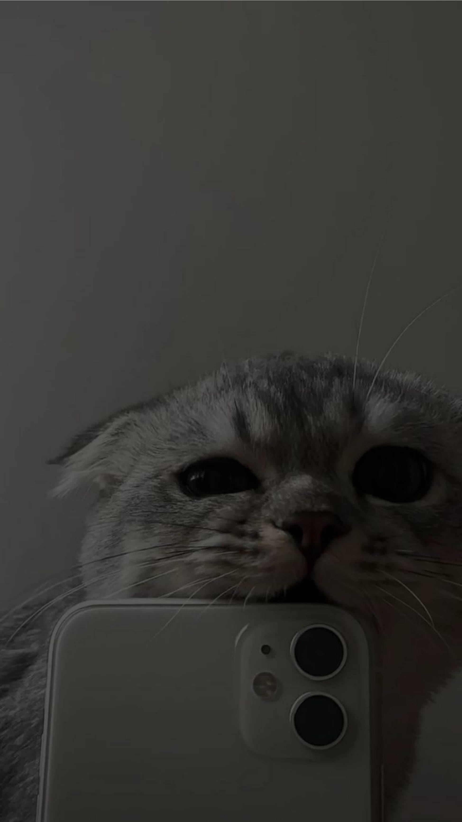 Cute Cat Aesthetic Kumakagat sa iPhone 11 Wallpaper