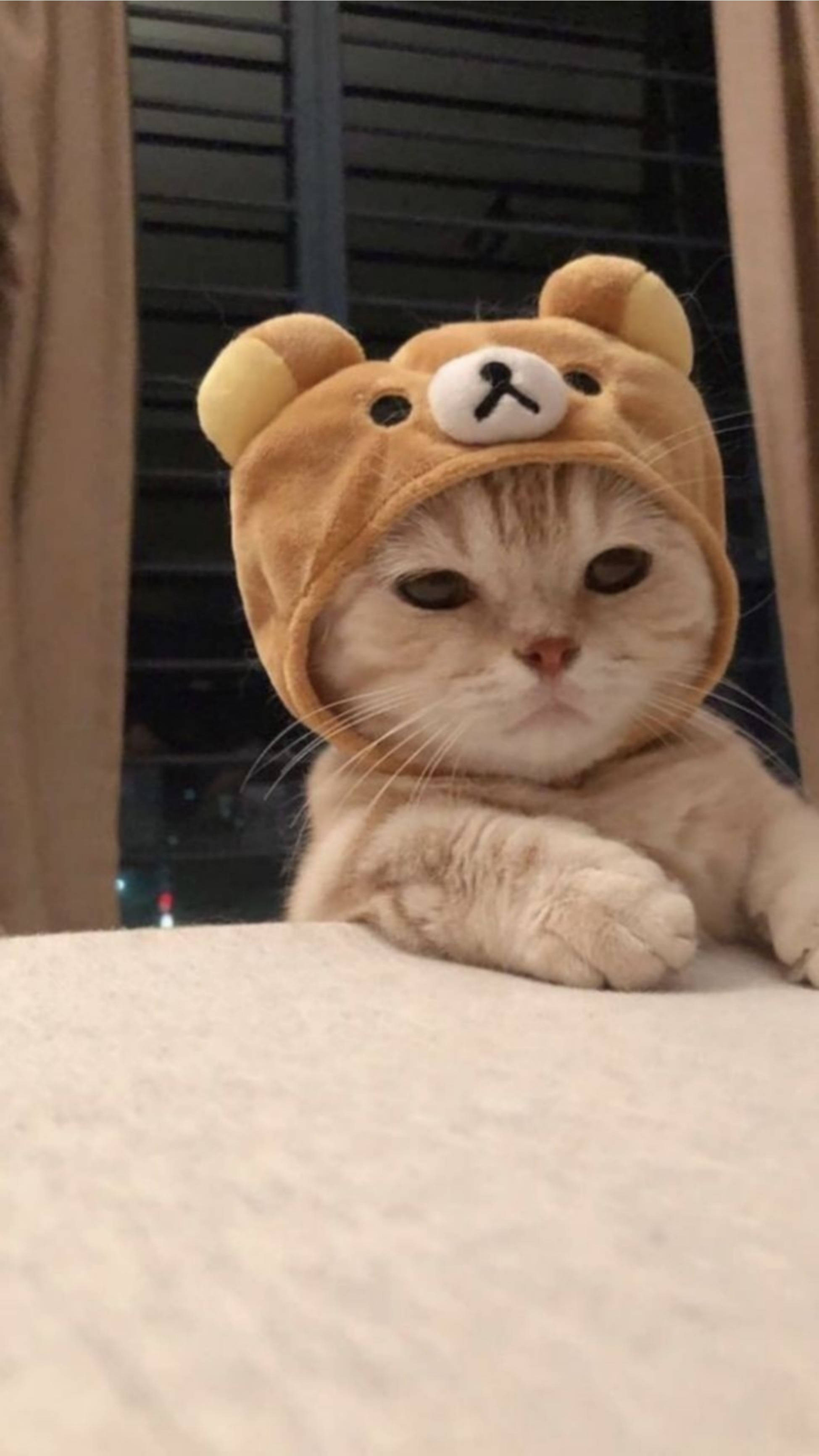 Cute Cat Aesthetic na Sombrerong Rilakkuma Wallpaper