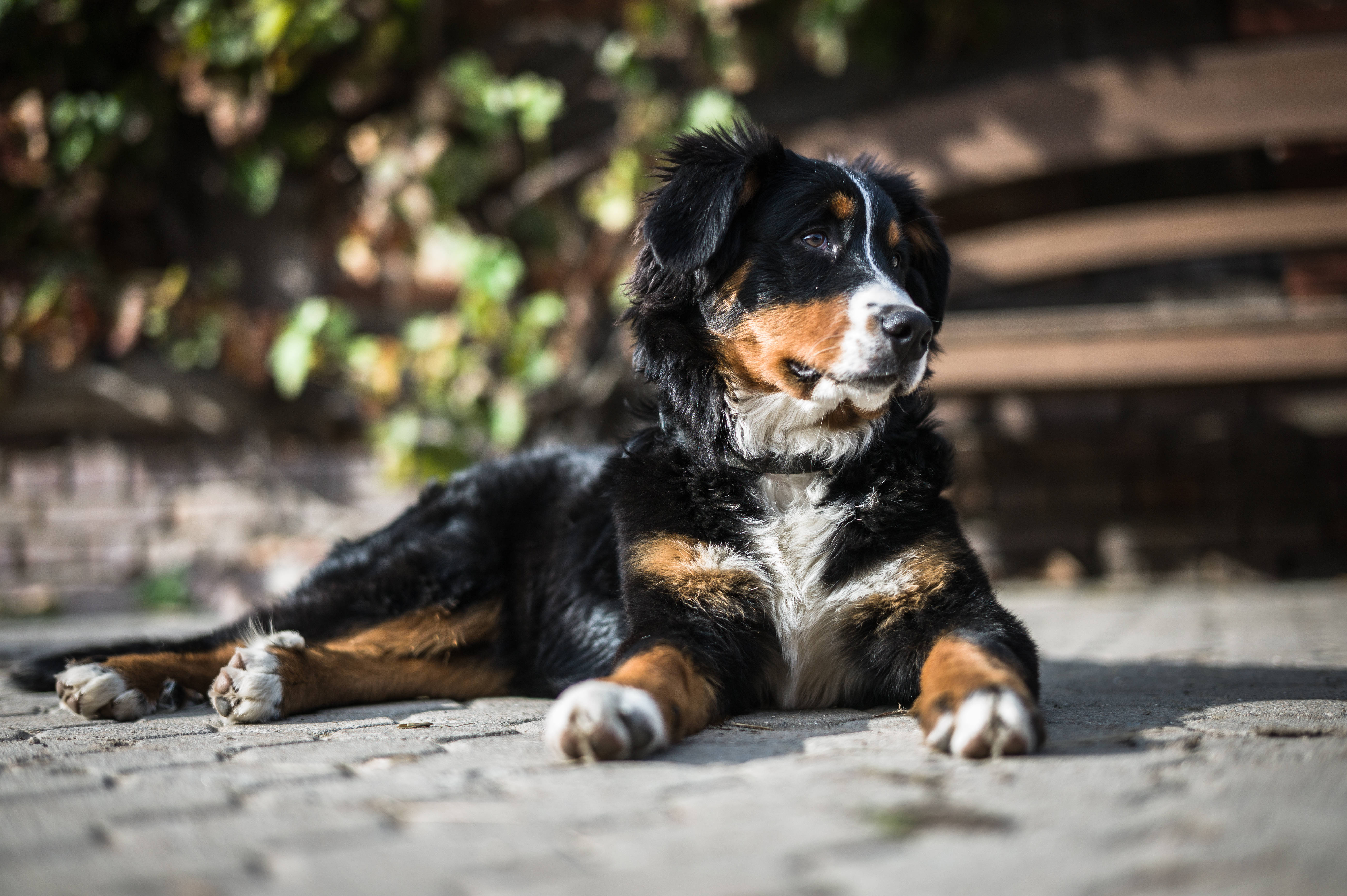 Cute Dog Bernese Sa Ilalim ng Araw Wallpaper