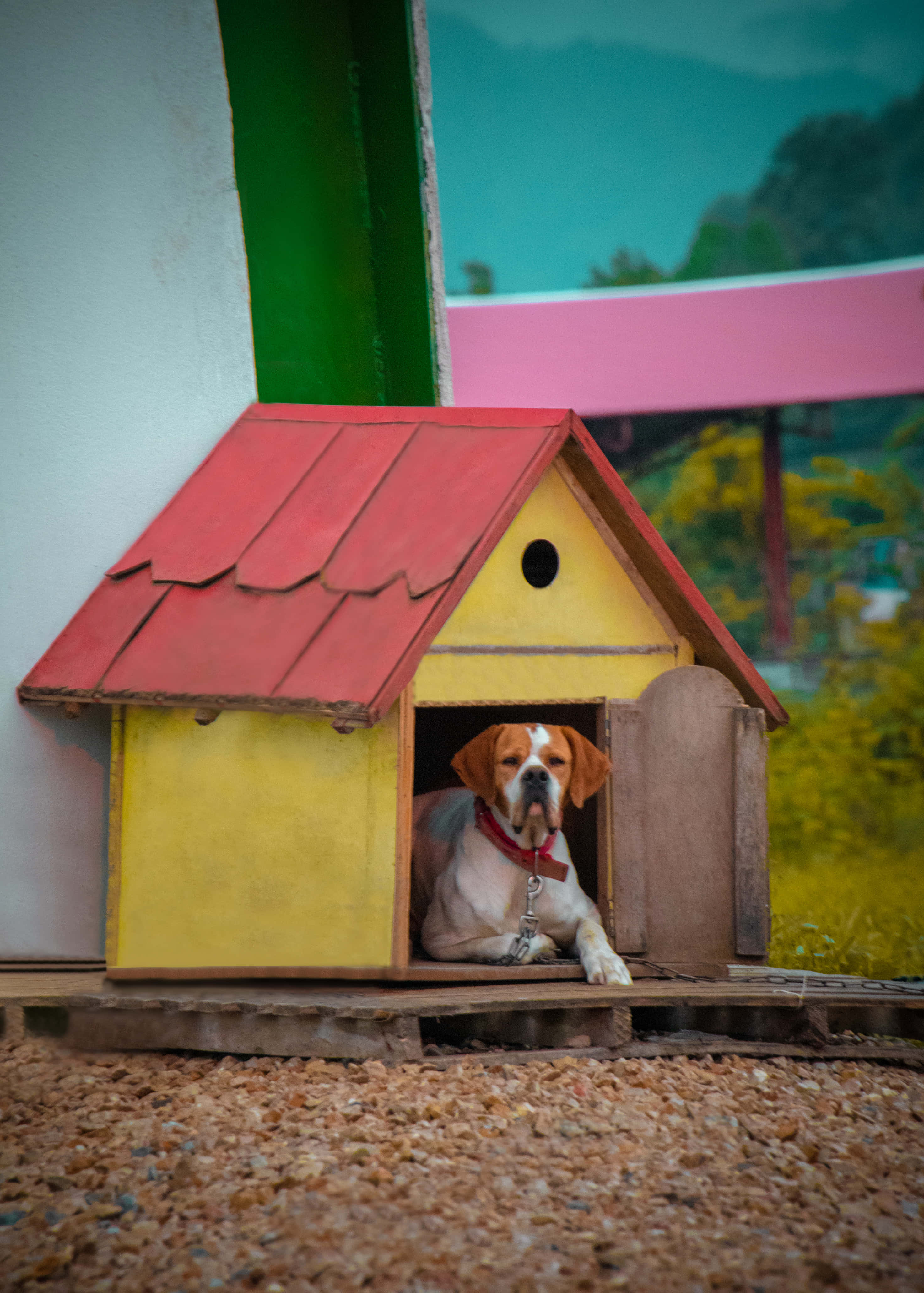 Cute Dog House Pictures Wallpaper
