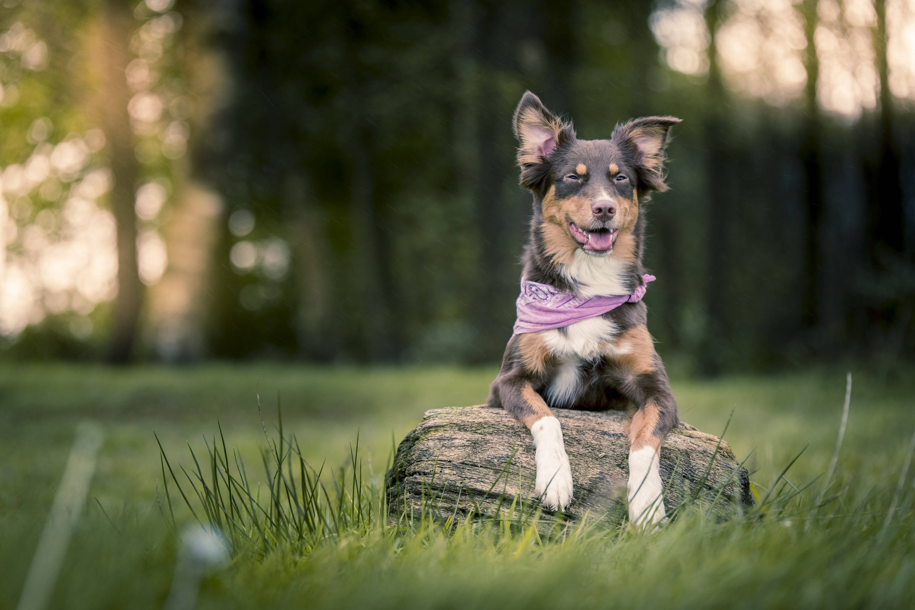 Cute Dog na May Purple na Bandana Wallpaper
