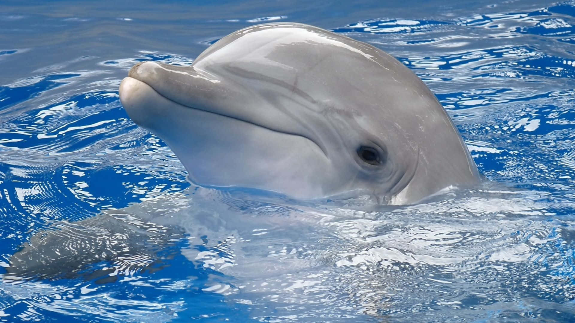 Cute Dolphin Surface Picture Wallpaper