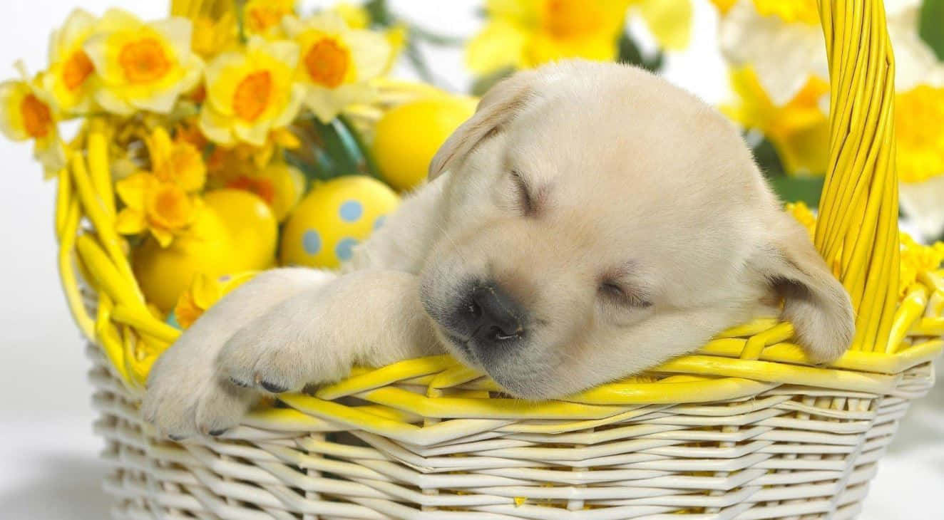 Cute Easter Background na may Adorable Bunny at Pastel na Itlog Wallpaper