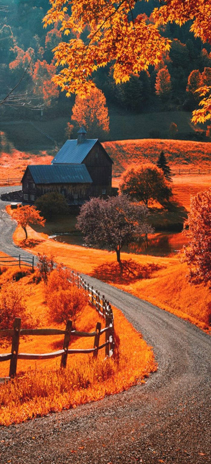 Cute Fall Phone Maliit na Daan Wallpaper