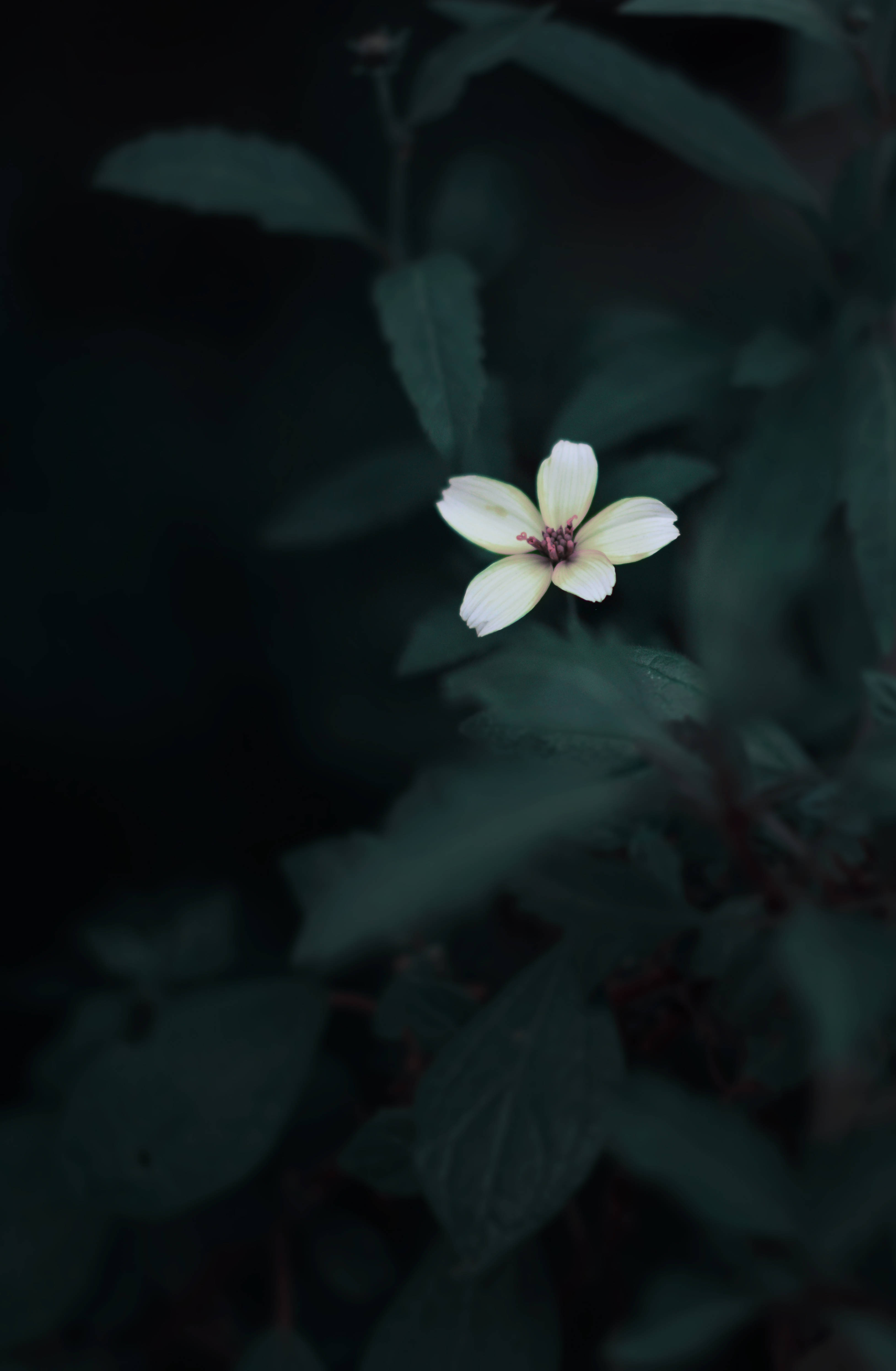 Cute Flower Dark Green Aesthetic Wallpaper