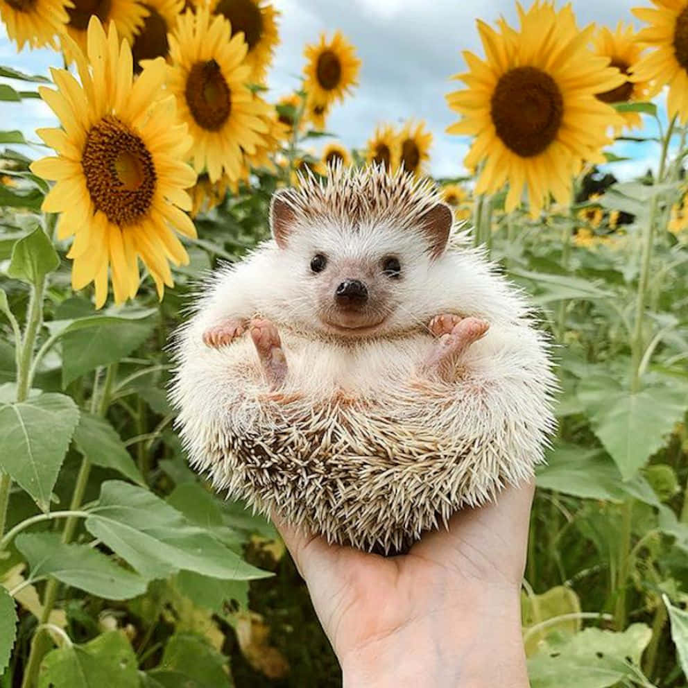 Cute Hedgehog Sa Sunflower Field Picture Wallpaper