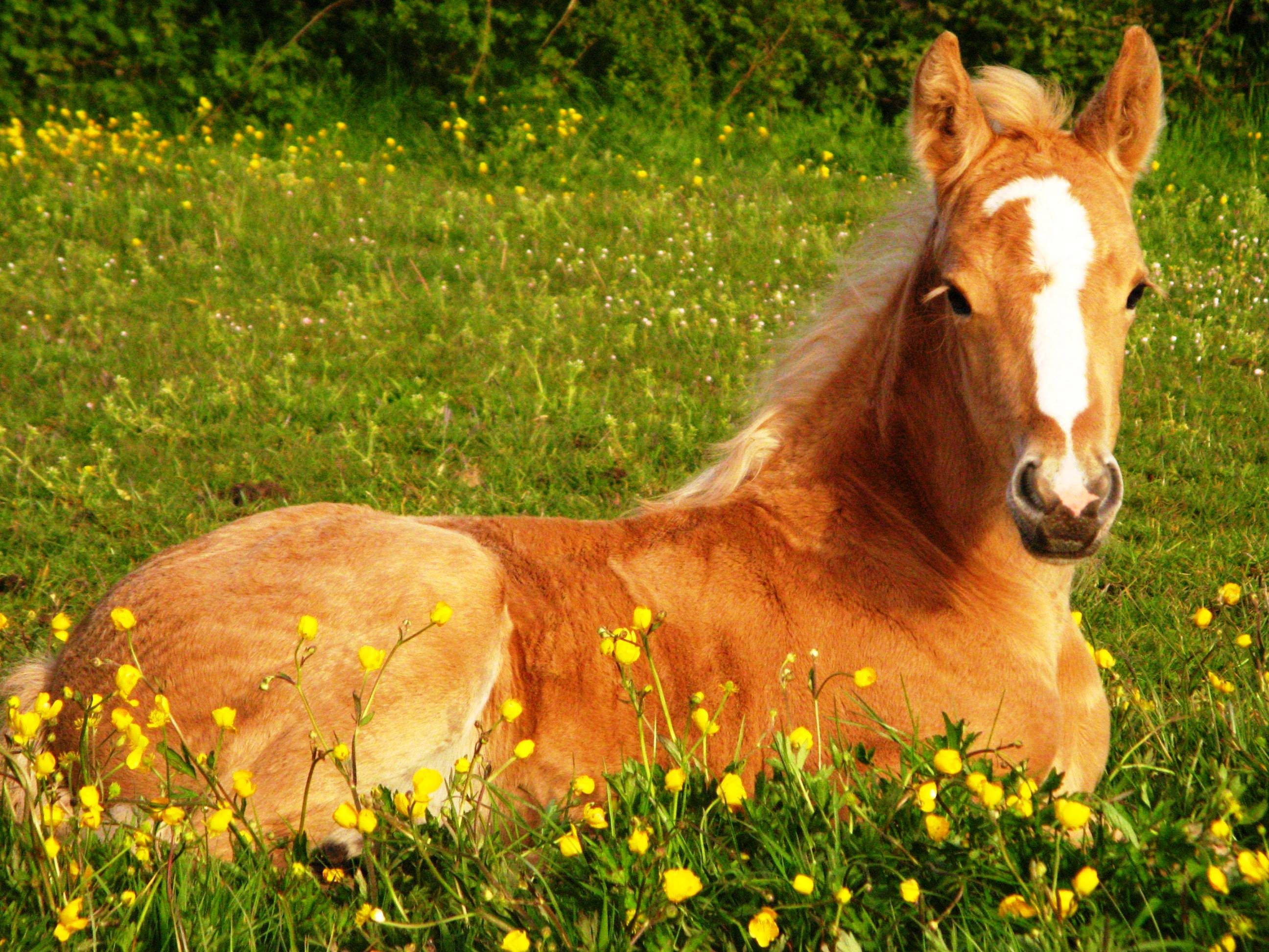 Cute Horse At Dilaw na Bulaklak Wallpaper
