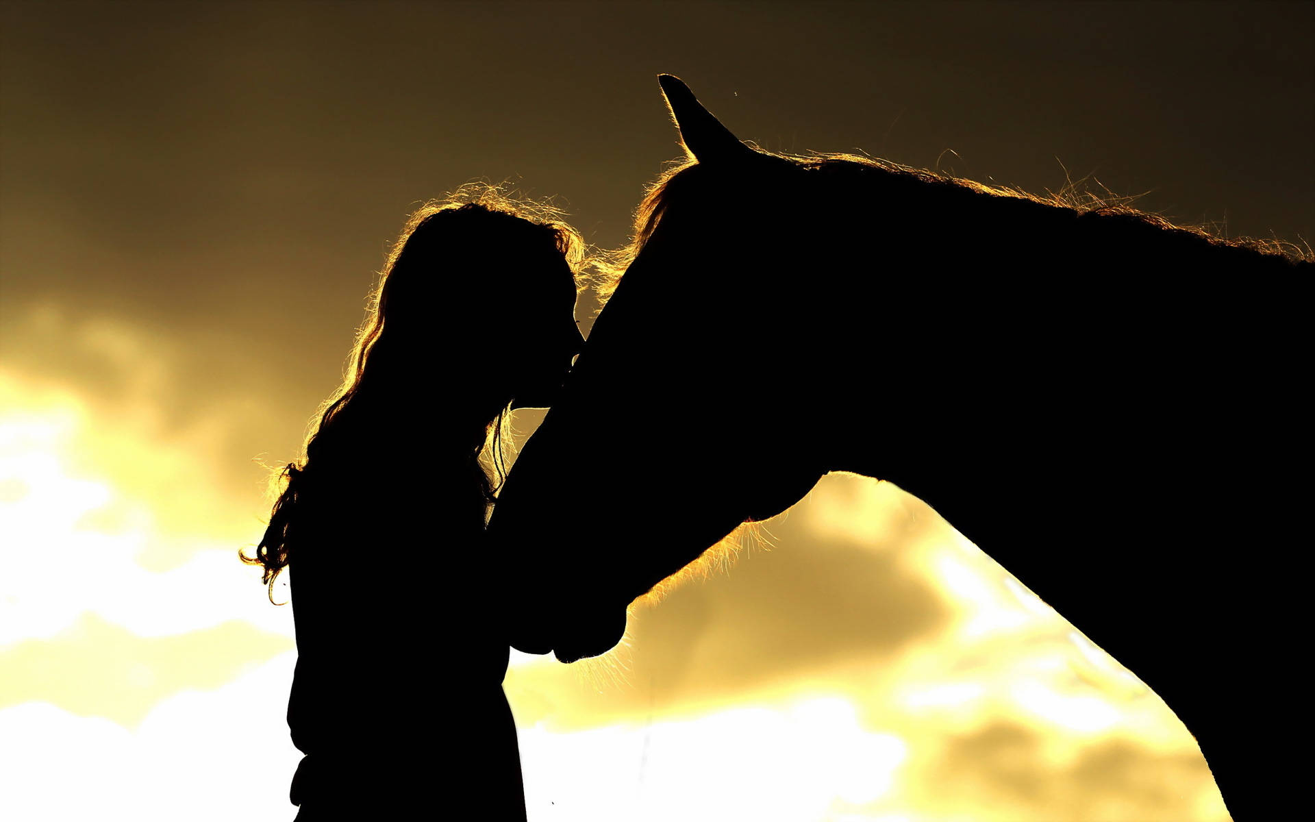 Cute Horse At Lady Silhouette Wallpaper