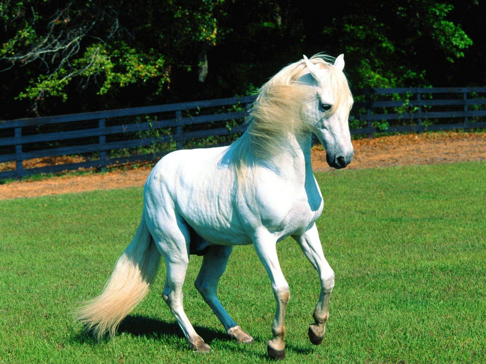 Cute Horse Sa Luntiang Field Wallpaper